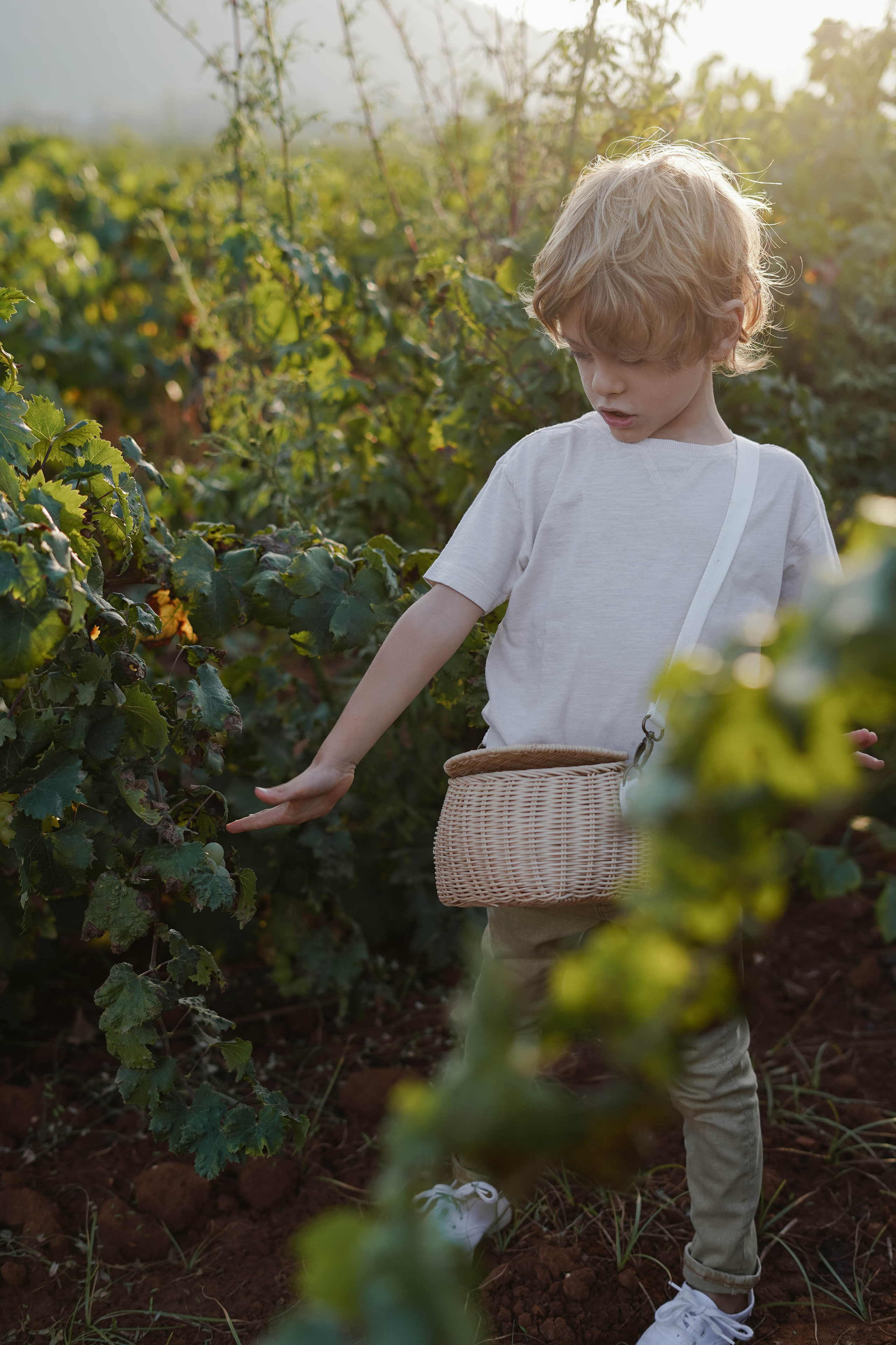 Семейная фотосессия в виноградниках Испания. Индивидуальный, семейный, свадебный фотограф Бенидорм Диана Меметова