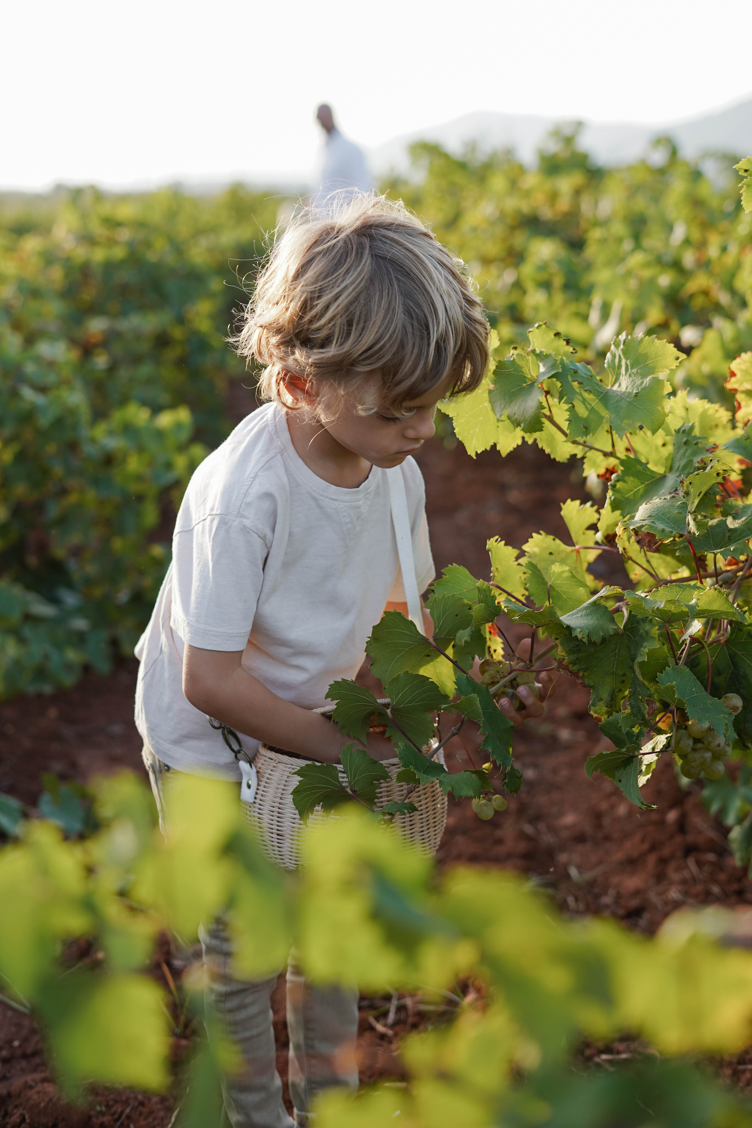Семейная фотосессия в виноградниках Испания. Индивидуальный, семейный, свадебный фотограф Бенидорм Диана Меметова