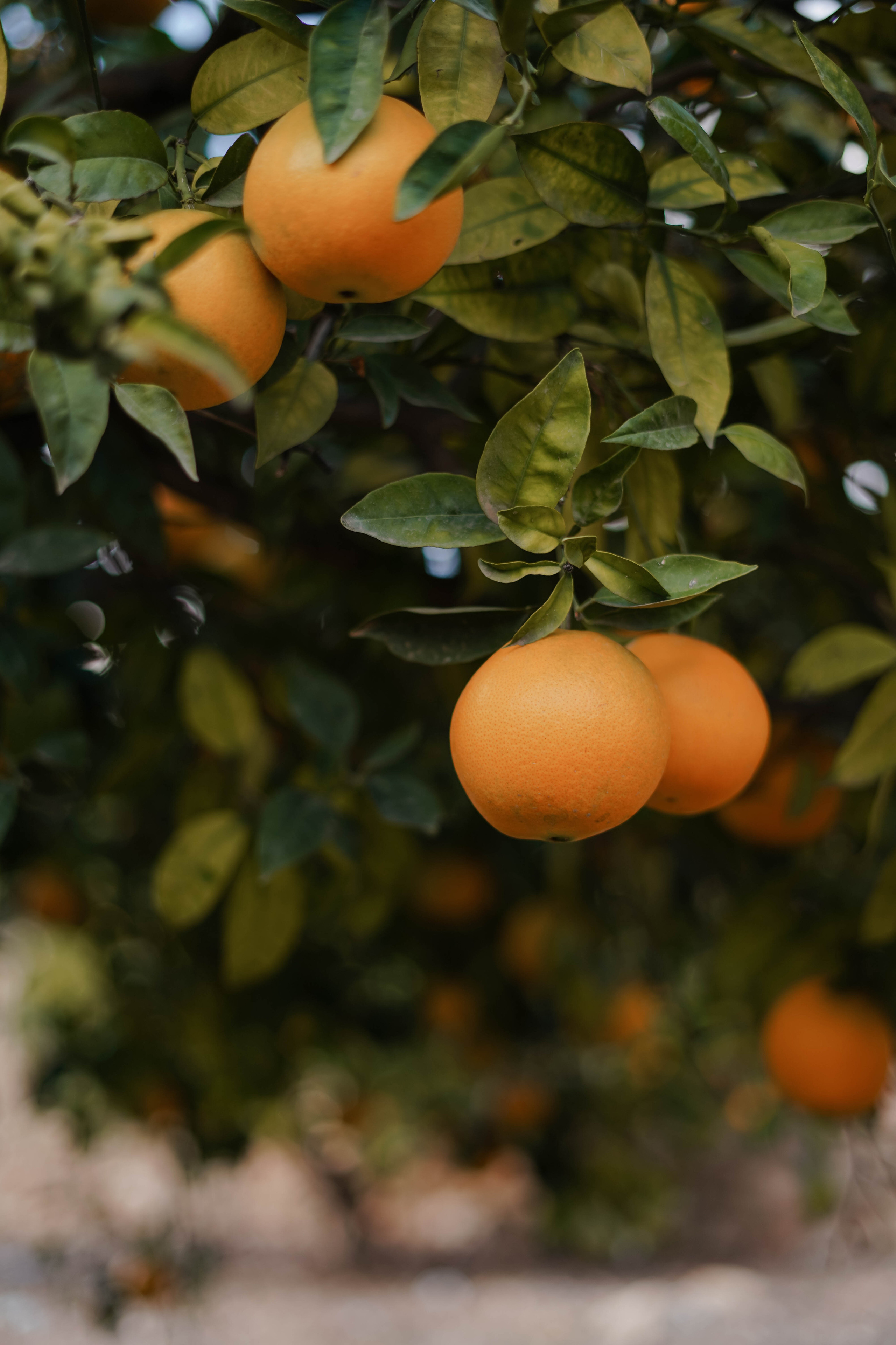 Семейная в апельсиновом саду. Индивидуальный, семейный, свадебный фотограф Бенидорм Диана Меметова