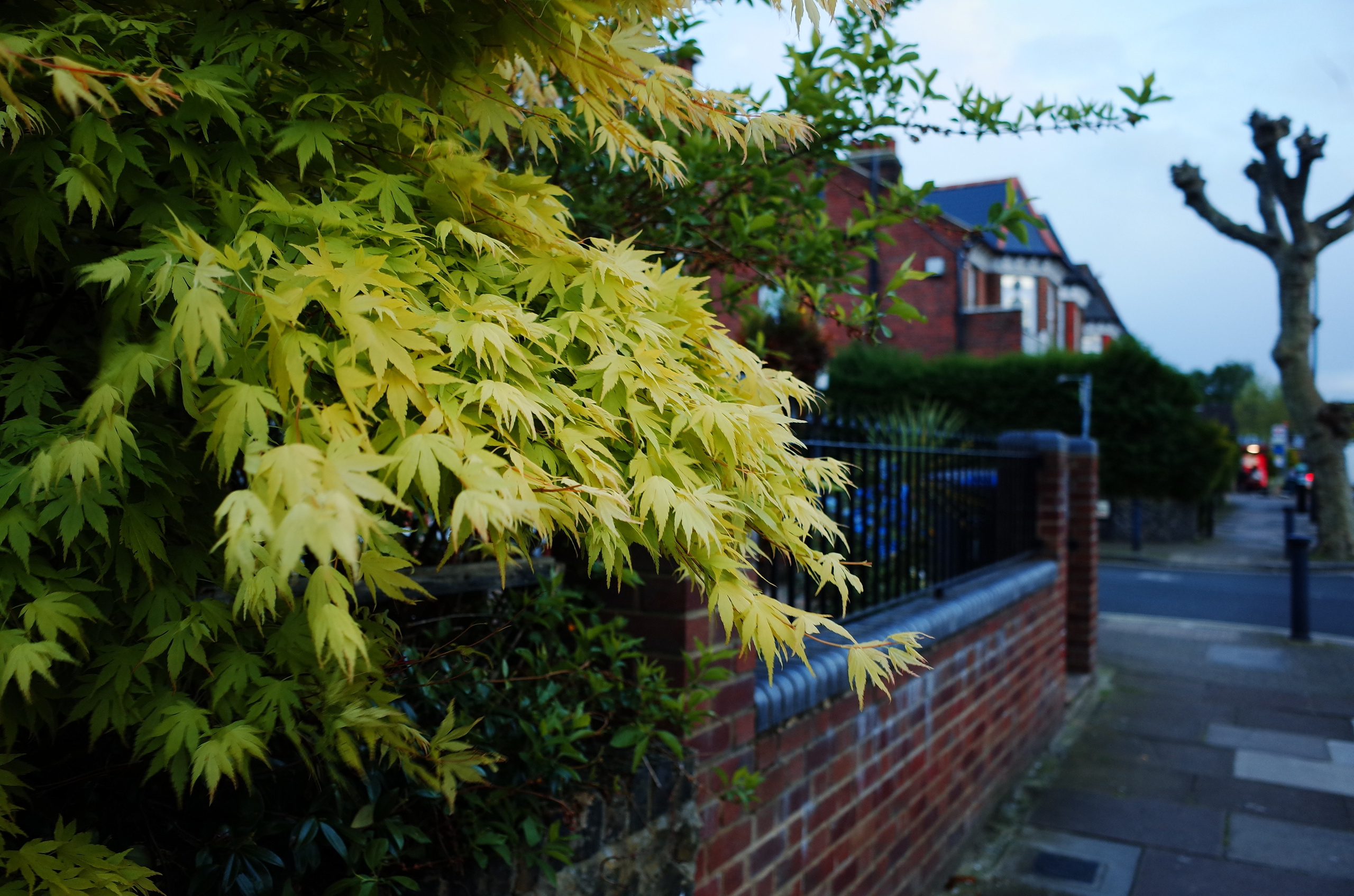 English (not yet summer) rain. Виктория Дини. Арт-фотография