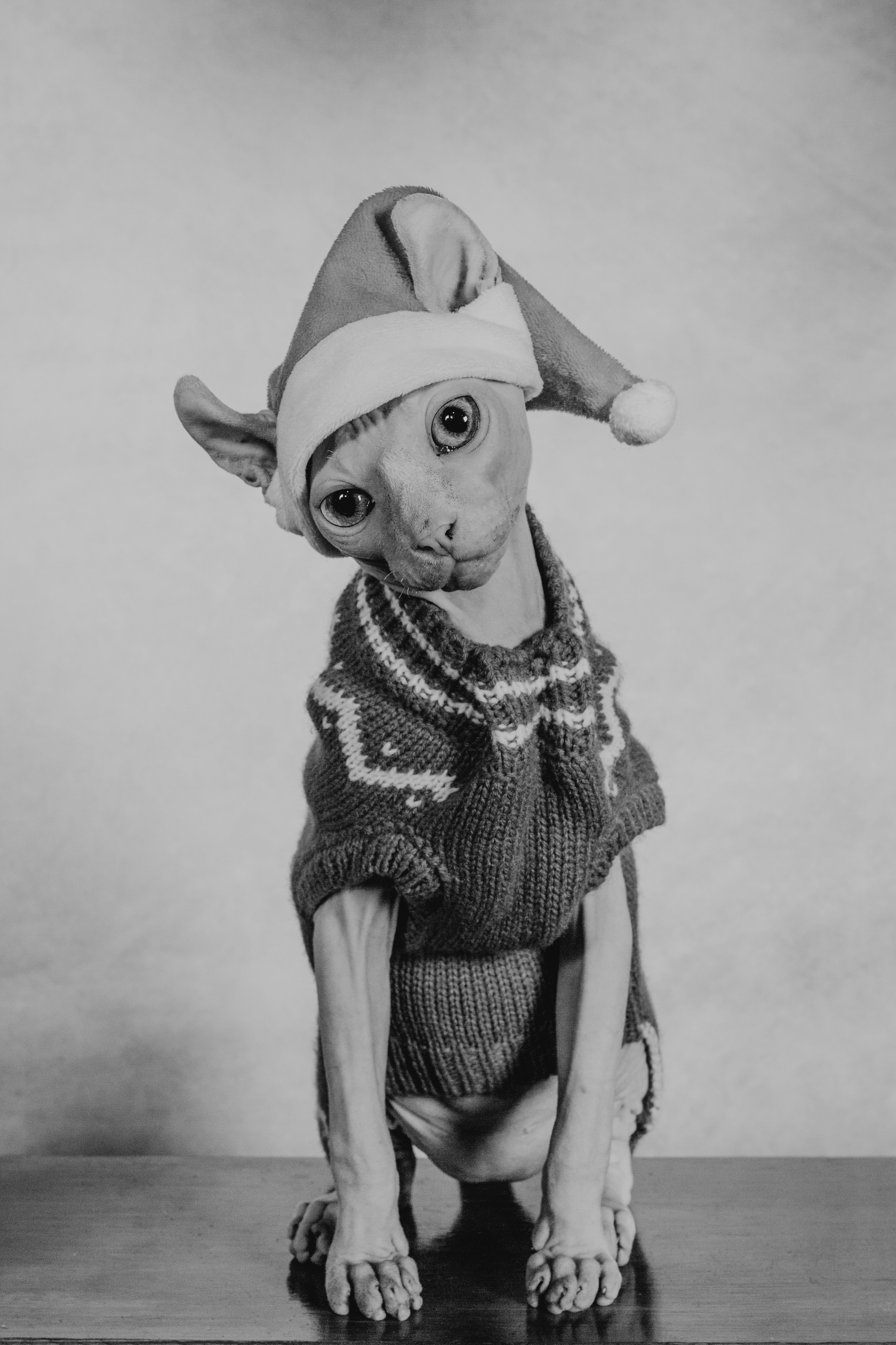 Fotografía de Mascotas en Madrid - Rainbox. Rainbox Estudio de Fotografía