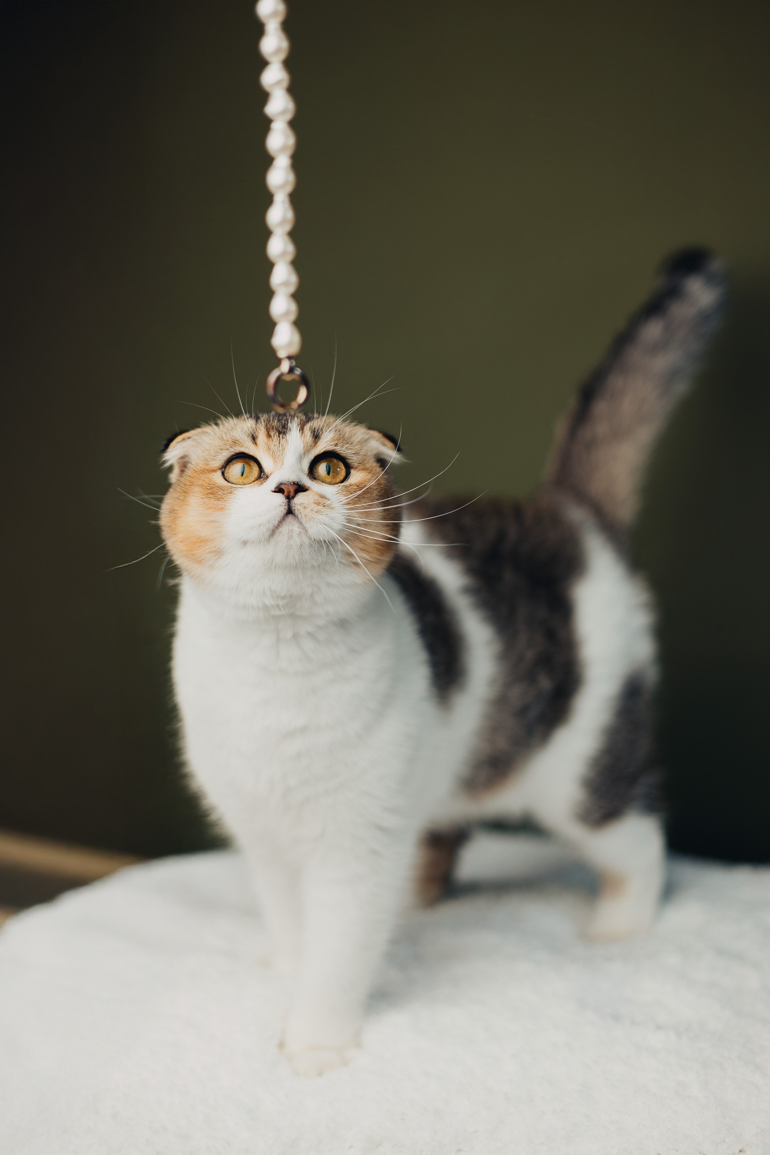 Pet photography. Photography & videography for brands. Individual shooting. Midlands, England