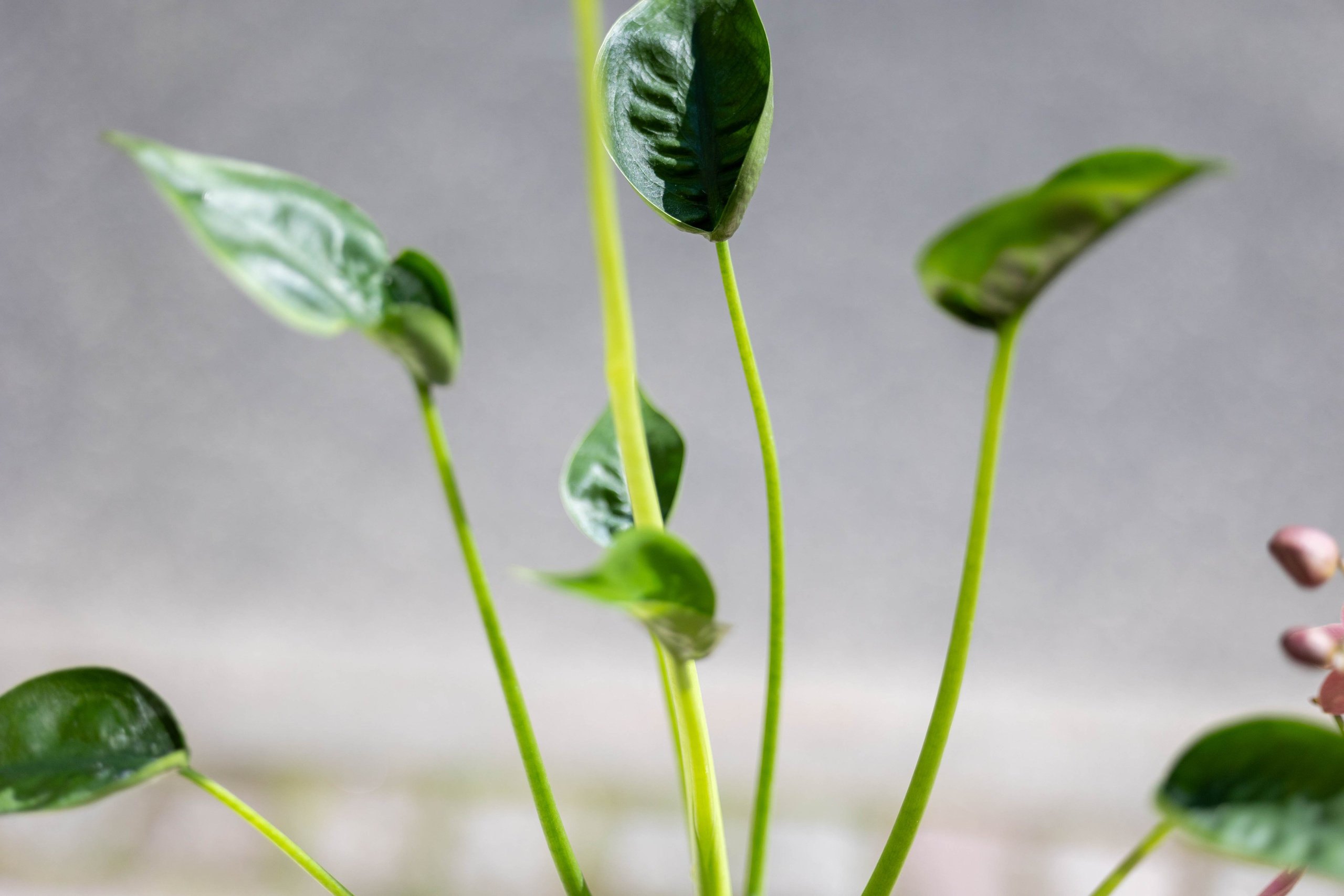 Bladplanter er ikke kun smukke, de er også luftrensende. Forvandl dit hjem til en grøn oase med vores store udvalg af bladplanter, som f.eks. monstera, filodendron og bregner.