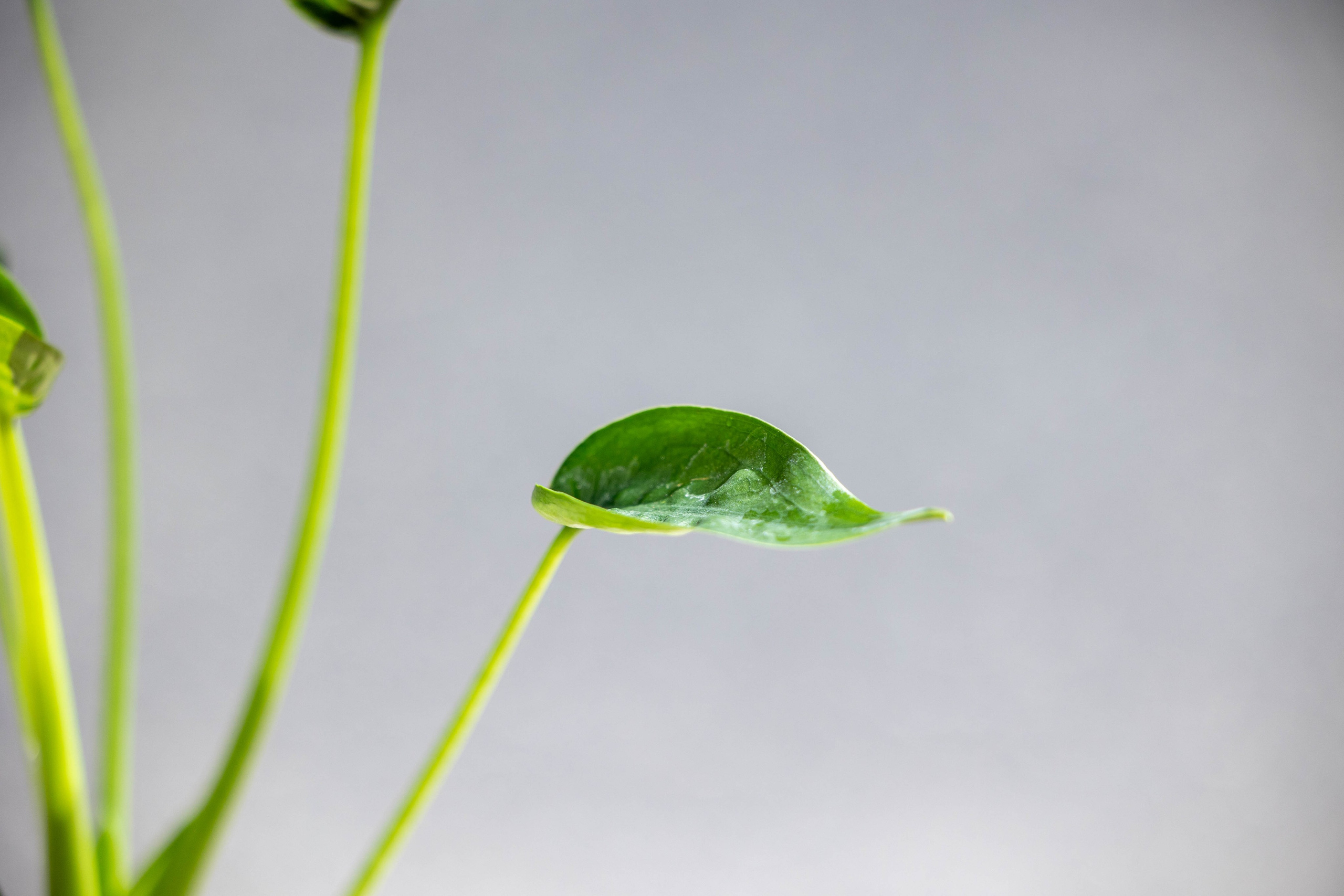 Ønsker du en nem og elegant stueplante? Alocasia, eller Elefantøre, er et godt valg. Denne populære plante foretrækker en lys placering uden direkte sol og bør vandes regelmæssigt, men sparsomt i dvaleperioden