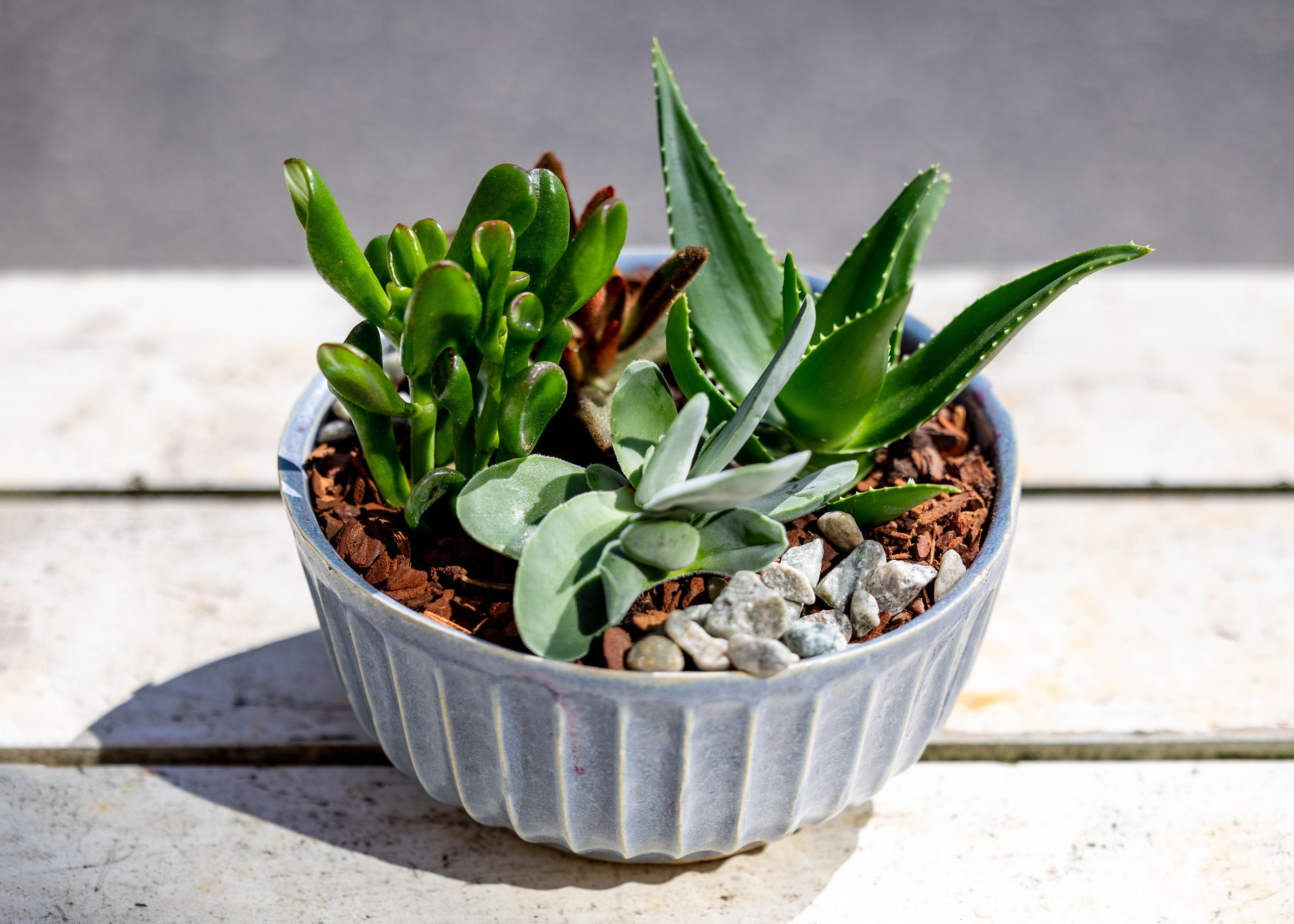Lad naturen flytte ind! Vores sukkulentarrangementer er både smukke og nemme at passe. Besøg Akropolis Blomster og find dit nye favoritarrangement.