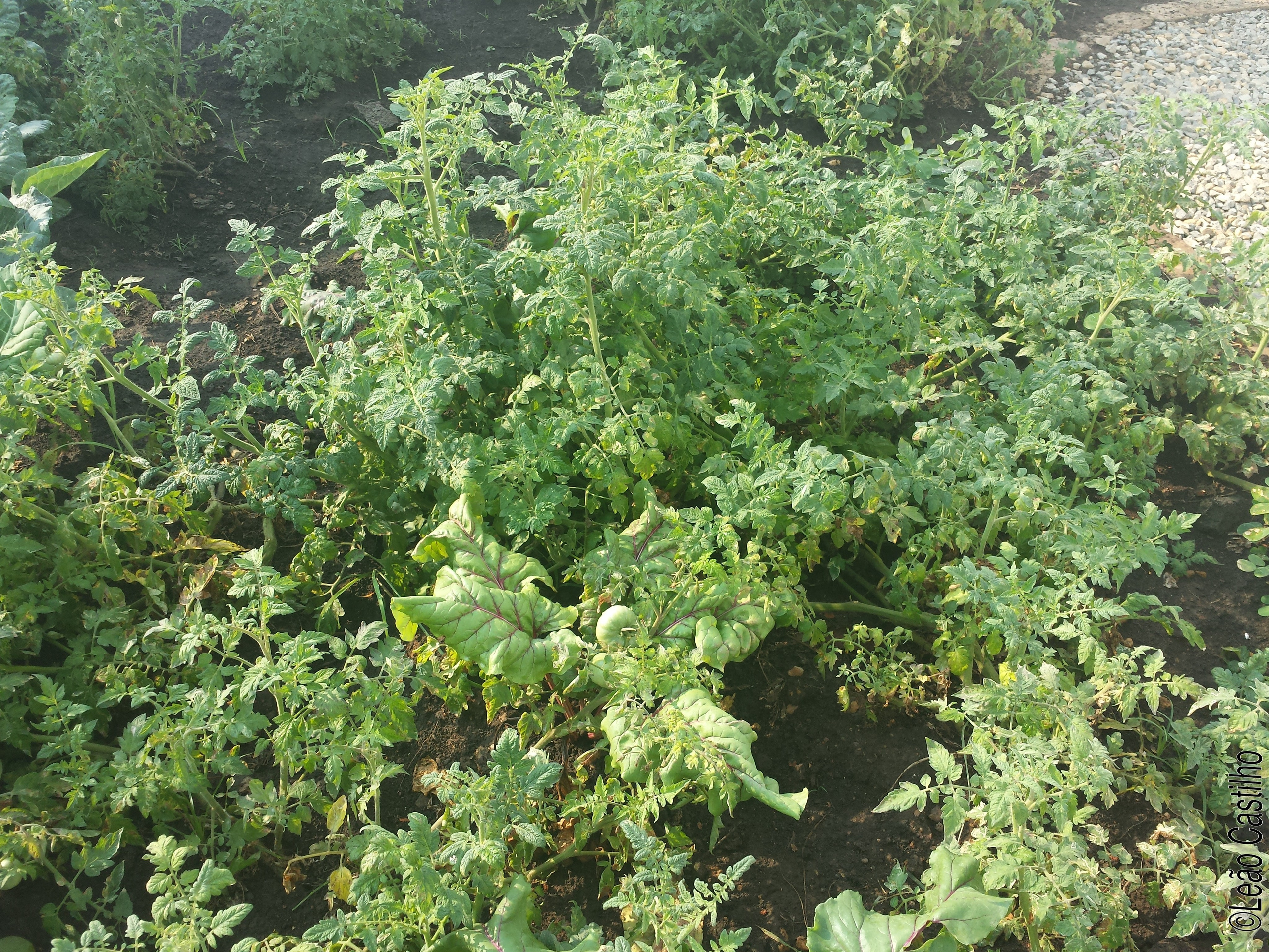 Photos of agriculture for the people of Muindi project. Simbahalu