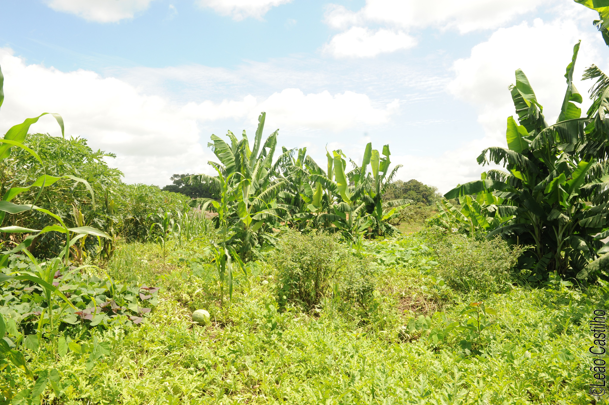 Photos of agriculture for the people of Muindi project. Simbahalu