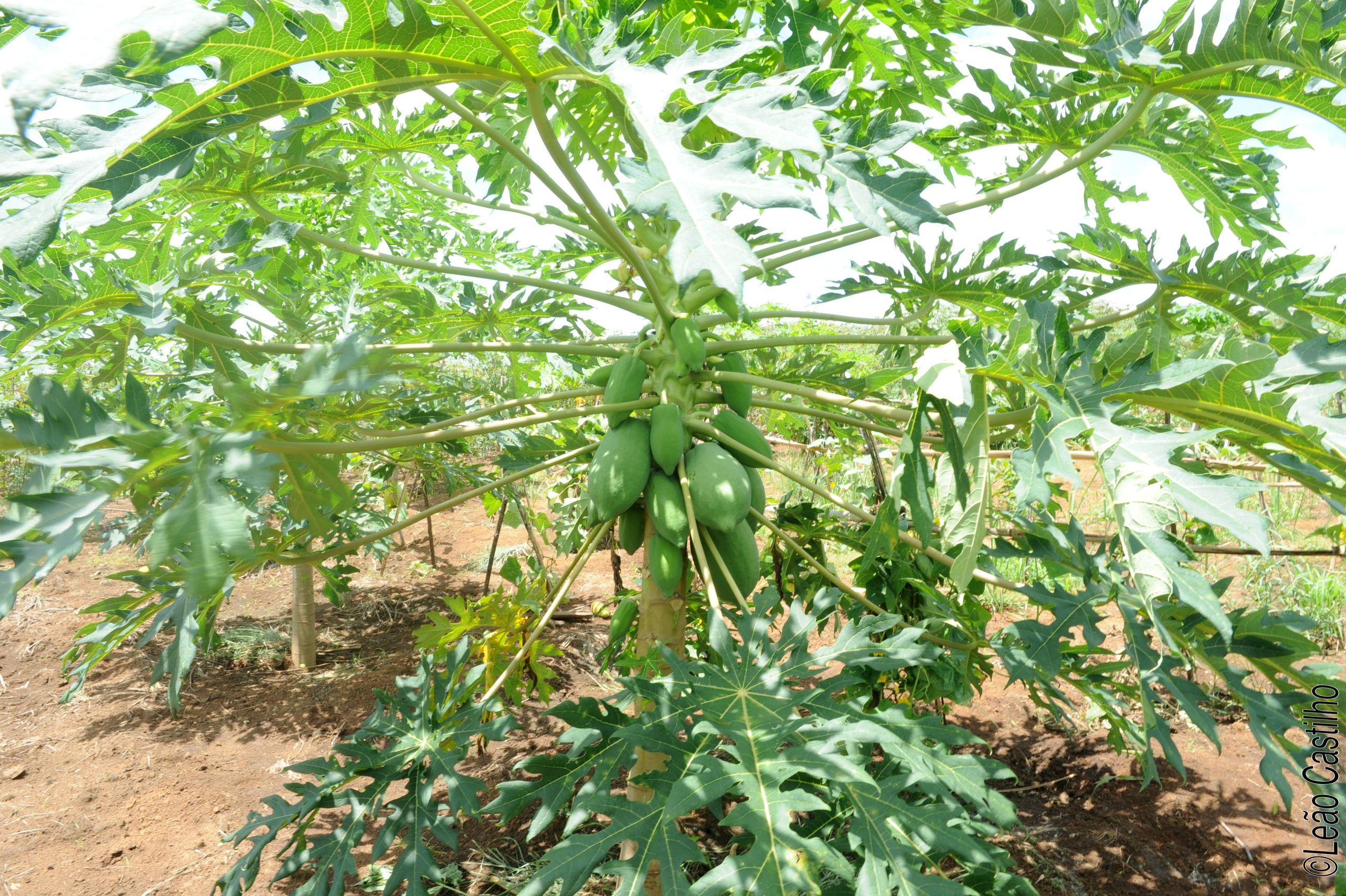 Photos of agriculture for the people of Muindi project. Simbahalu