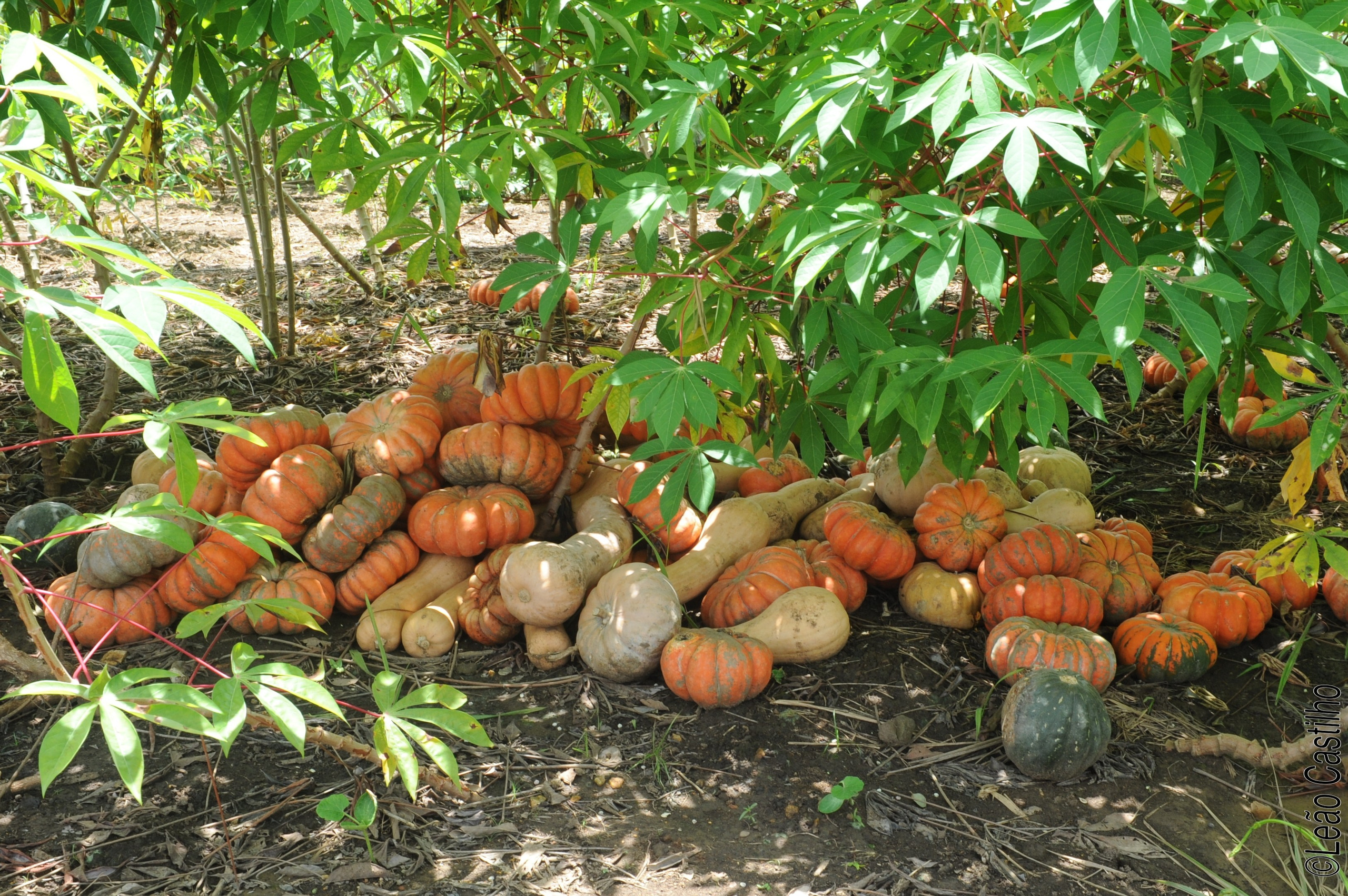 Photos of agriculture for the people of Muindi project. Simbahalu