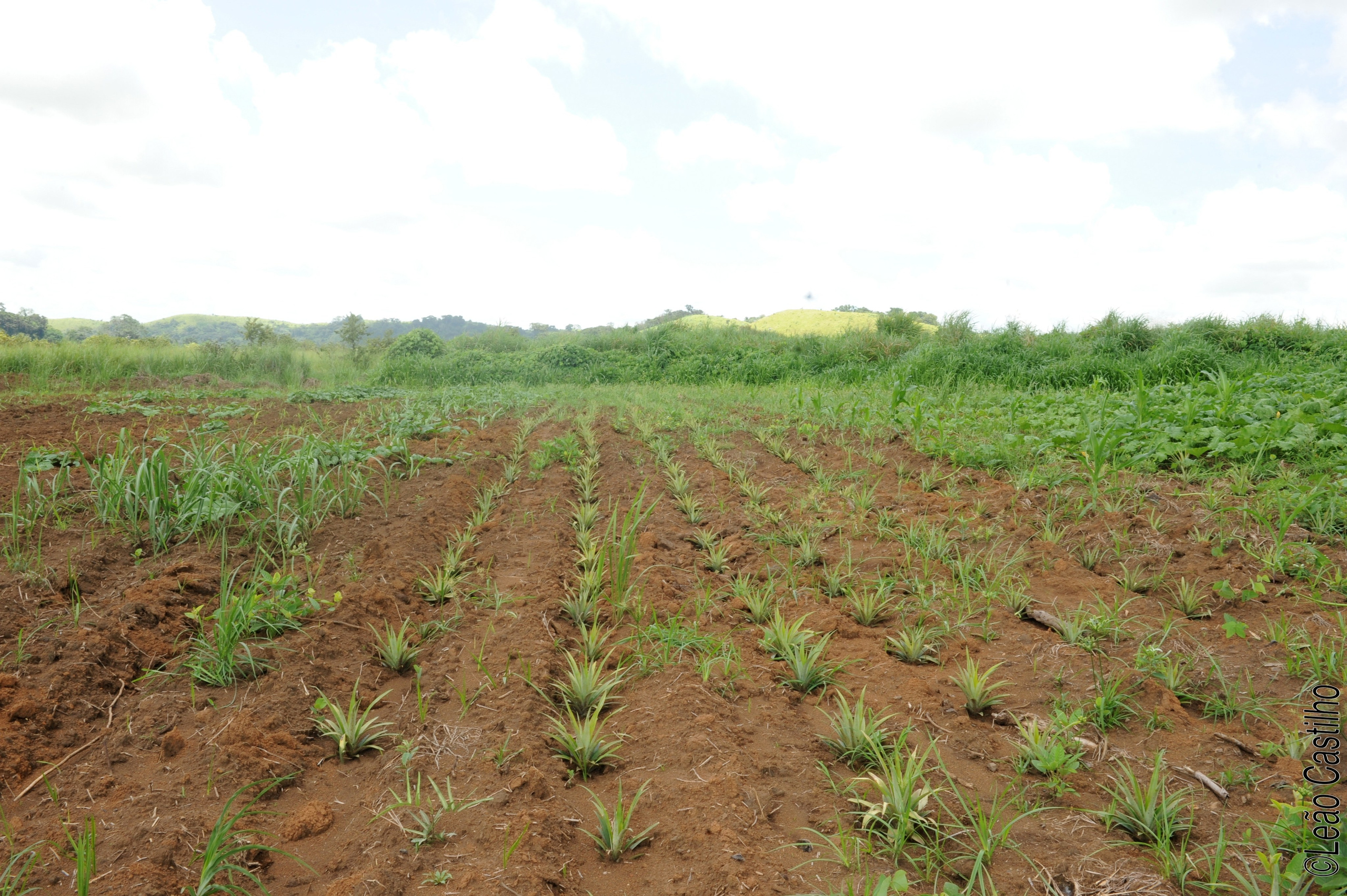 Photos of agriculture for the people of Muindi project. Simbahalu