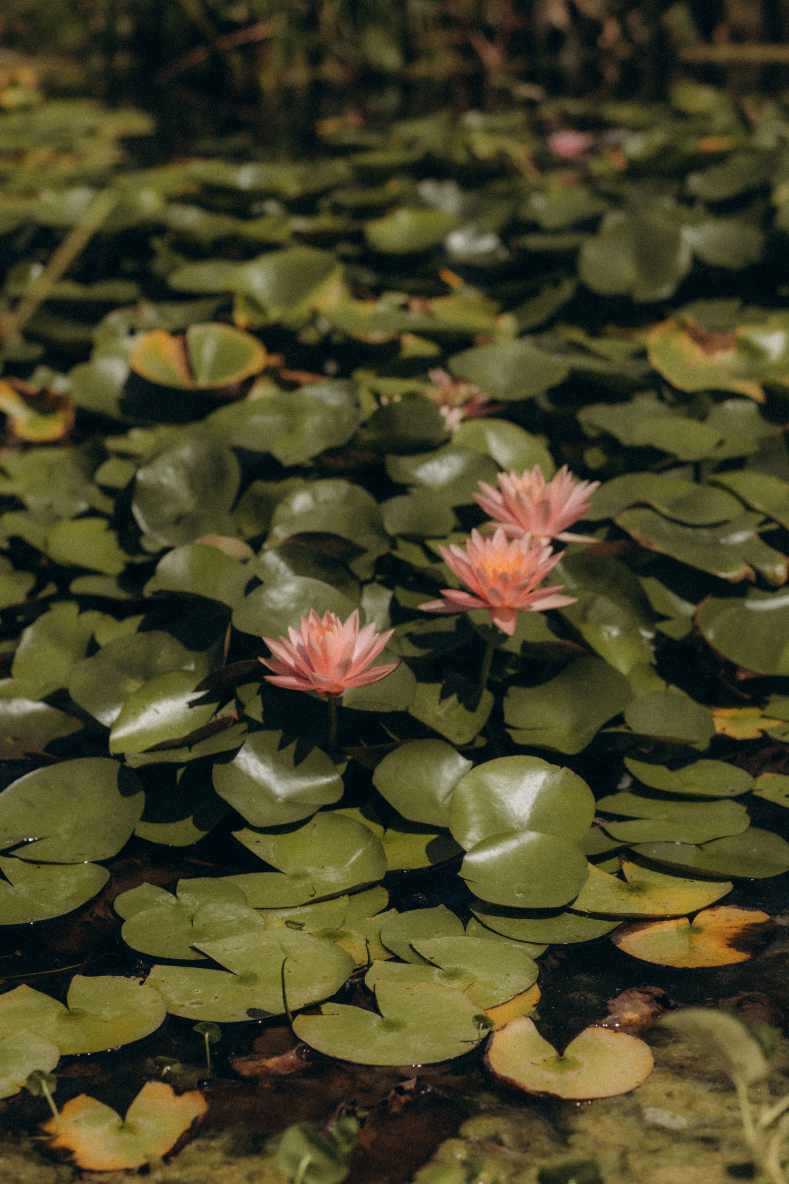 Maman et fille: la tendresse intemporelle. Семейный фотограф во Франции (Мец, Люксембург)