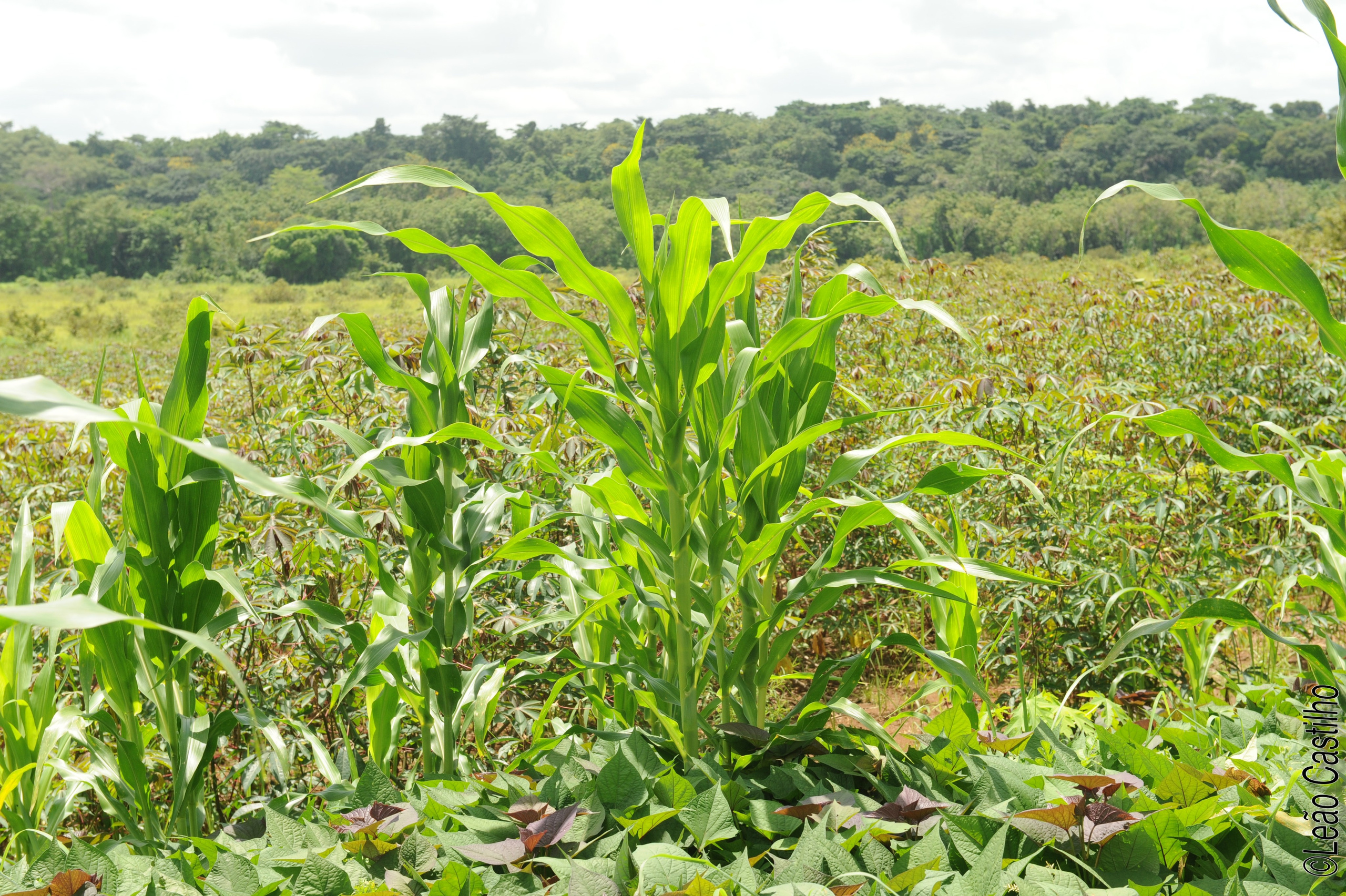 Photos of agriculture for the people of Muindi project. Simbahalu