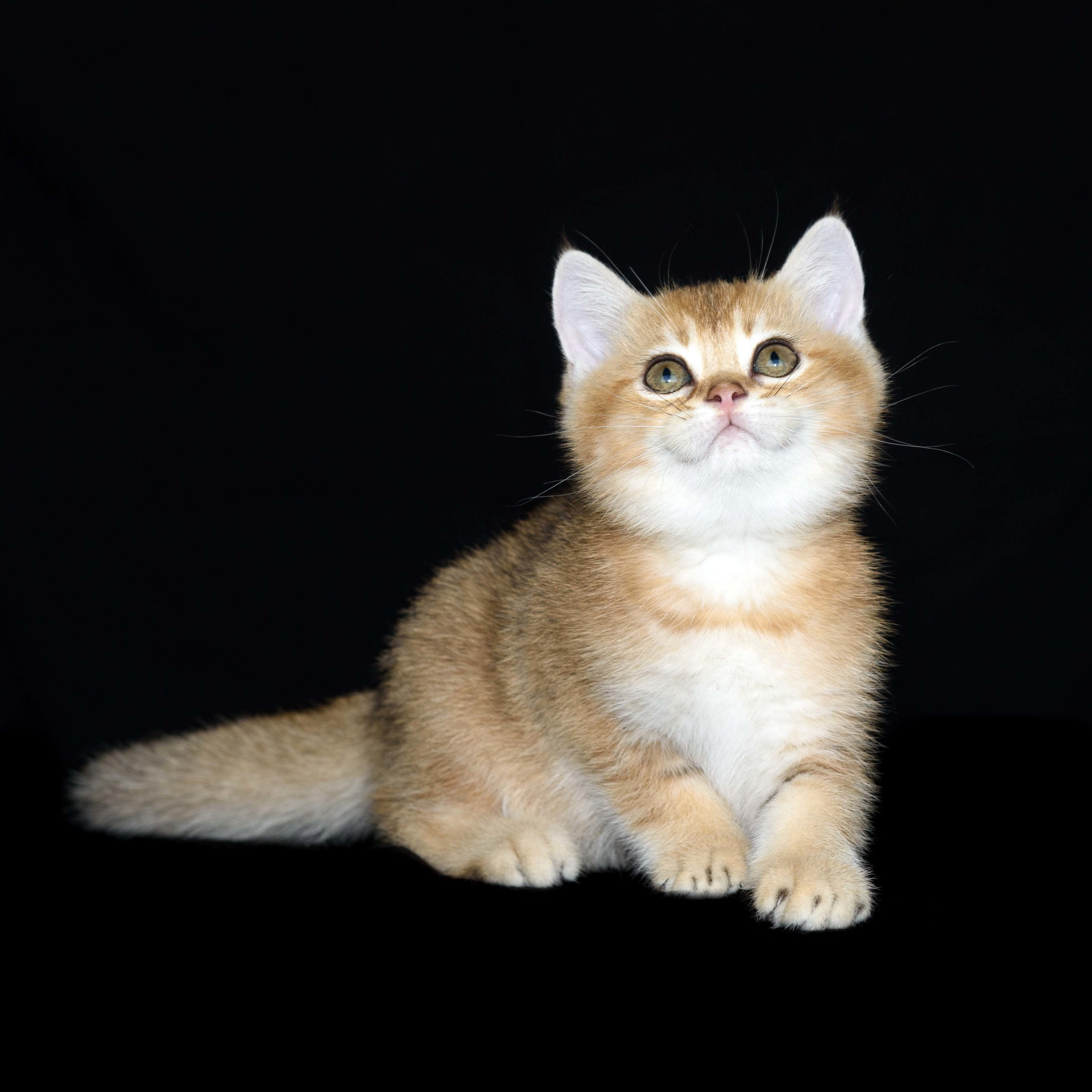 Εκτροφειο βρετανικης κοντότριχης γατας στην Ελλαδα, εκτροφείο βρετανικ. Εκτροφείο βρετανικής κοντότριχης γάτας στην Ελλάδα, χρυσή βρετανική γά