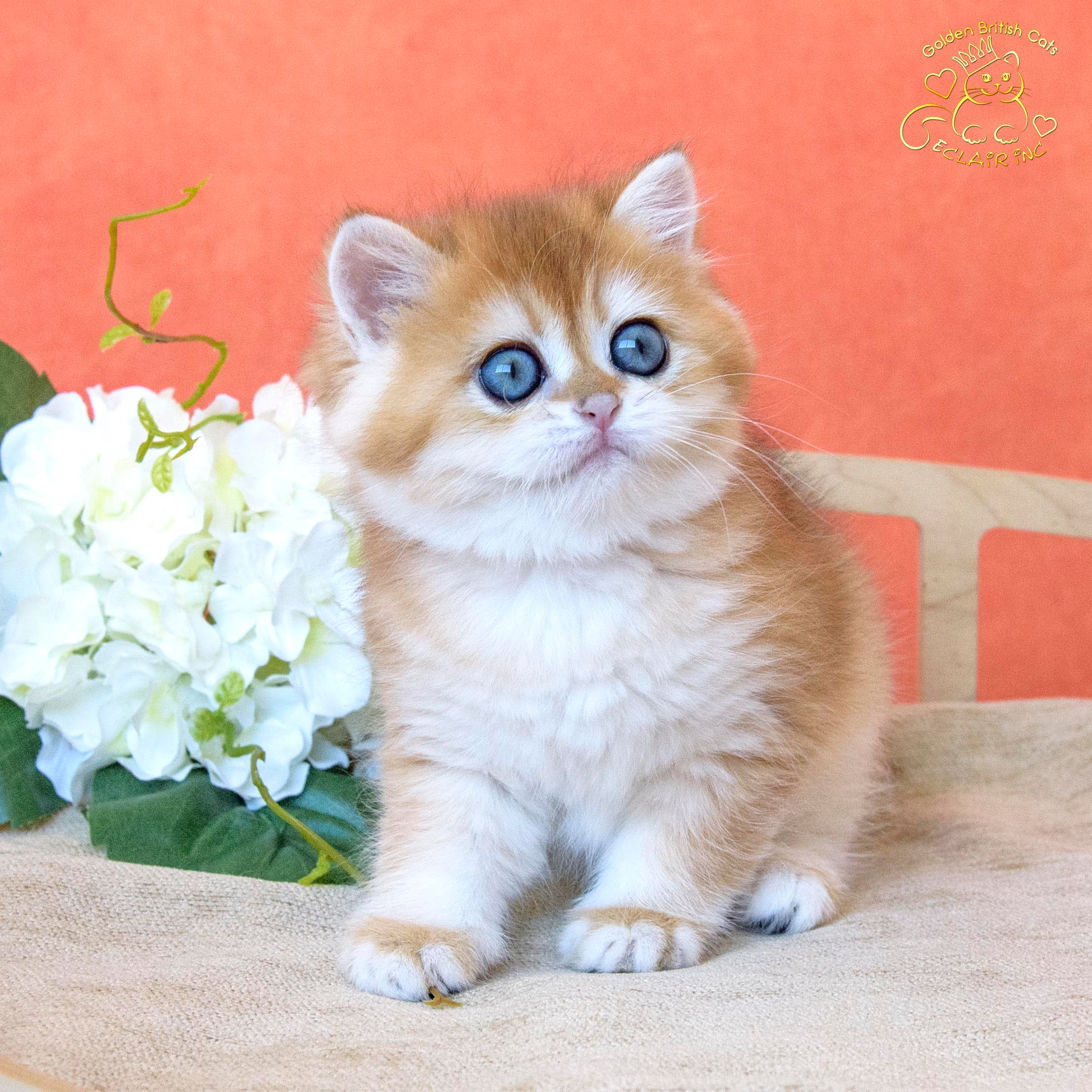 Εκτροφειο βρετανικης κοντότριχης γατας στην Ελλαδα, εκτροφείο βρετανικ. Εκτροφείο βρετανικής κοντότριχης γάτας στην Ελλάδα, χρυσή βρετανική γά