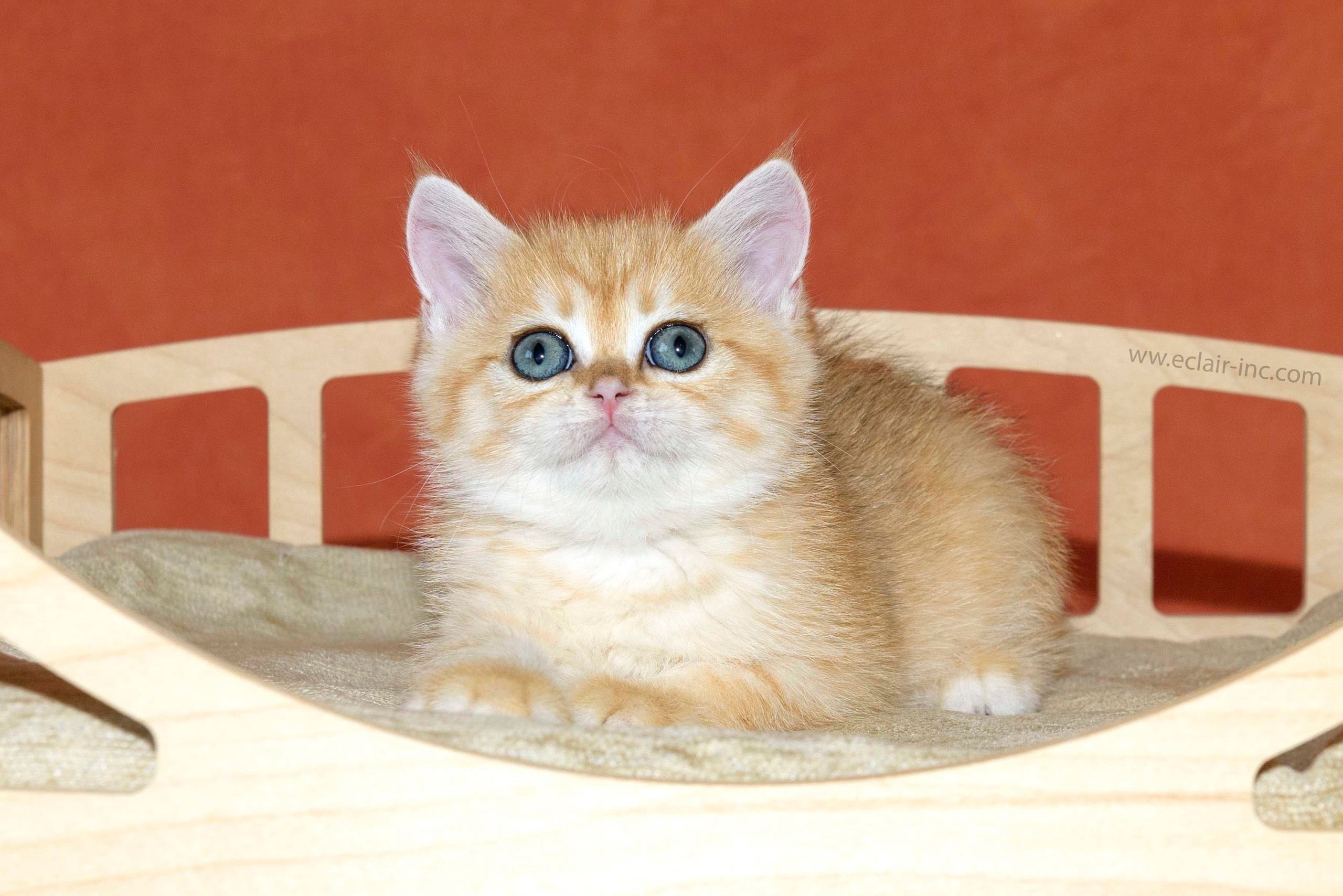 Εκτροφειο βρετανικης κοντότριχης γατας στην Ελλαδα, εκτροφείο βρετανικ. Εκτροφείο βρετανικής κοντότριχης γάτας στην Ελλάδα, χρυσή βρετανική γά