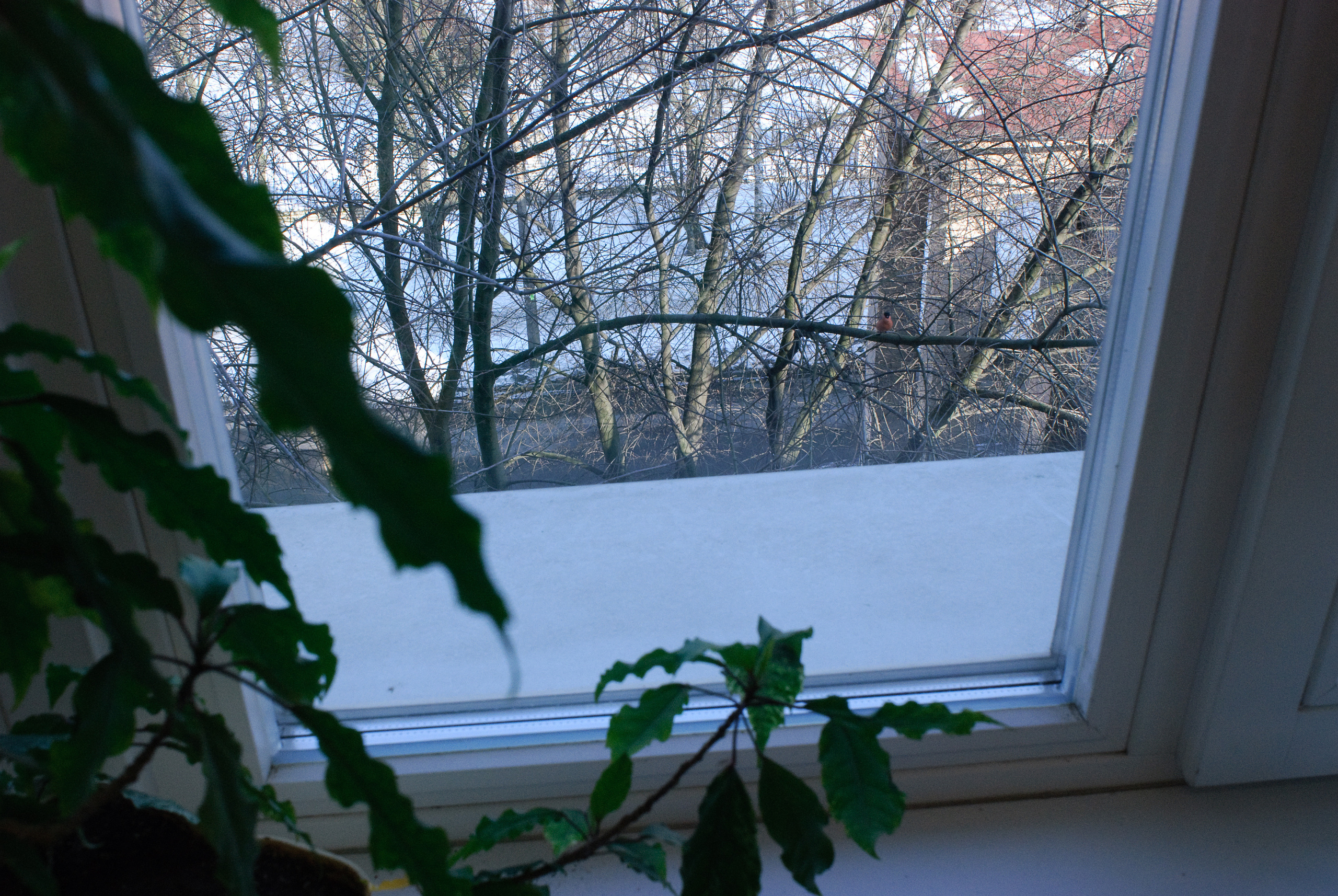 Before the spring. Victoria Dini. Art photography in London / Folkestone, UK