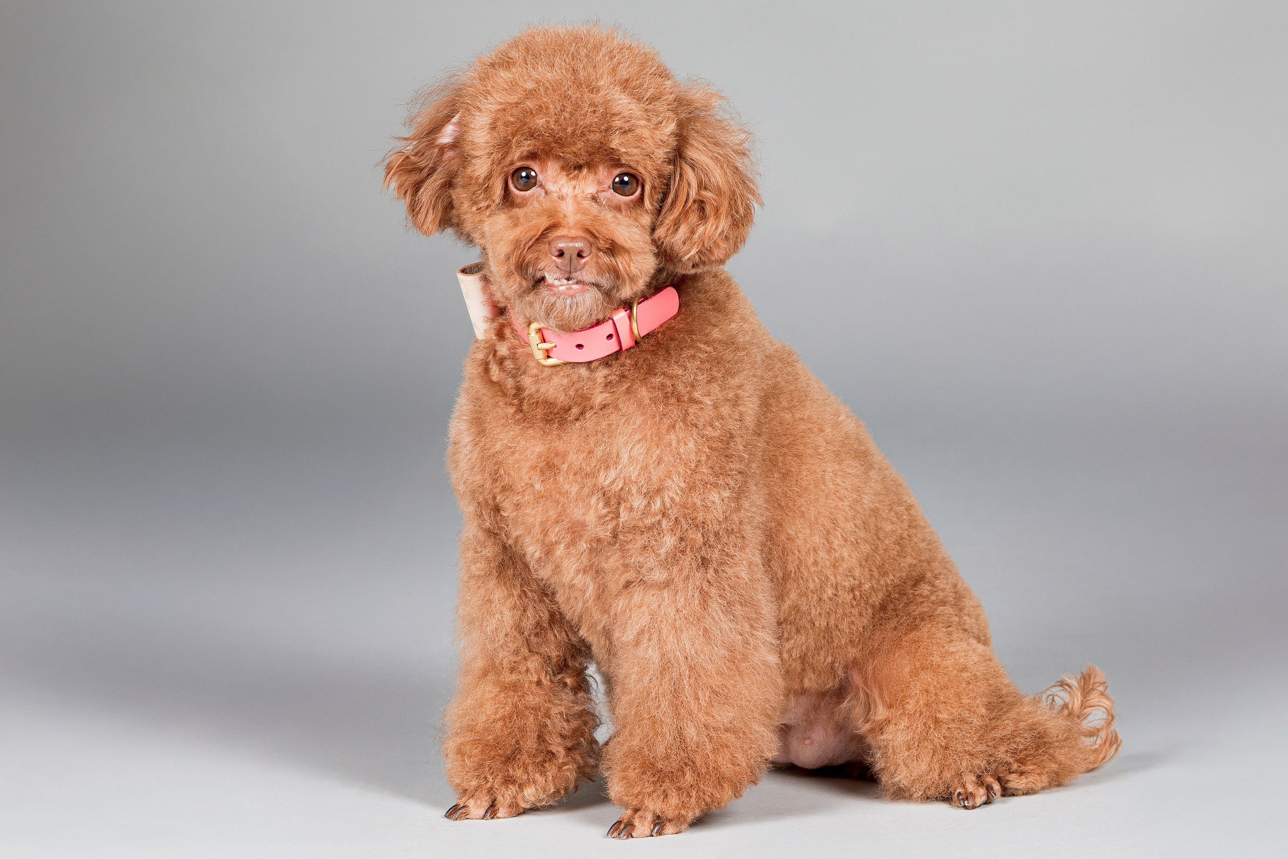 Fotografía de Mascotas en Madrid - Rainbox. Rainbox Estudio de Fotografía