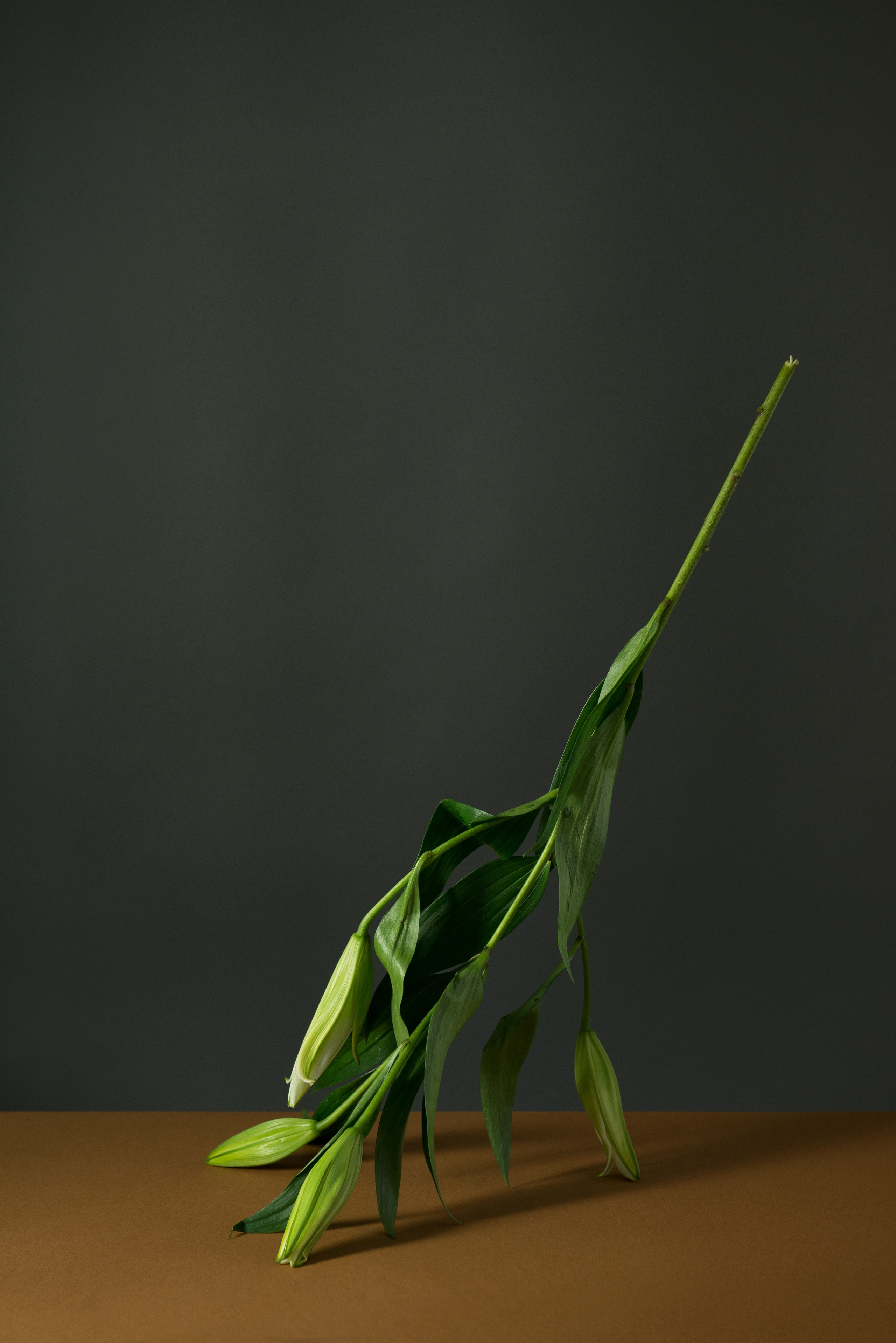 Narcissists 2017. Photographe de produits et natures mortes à Paris