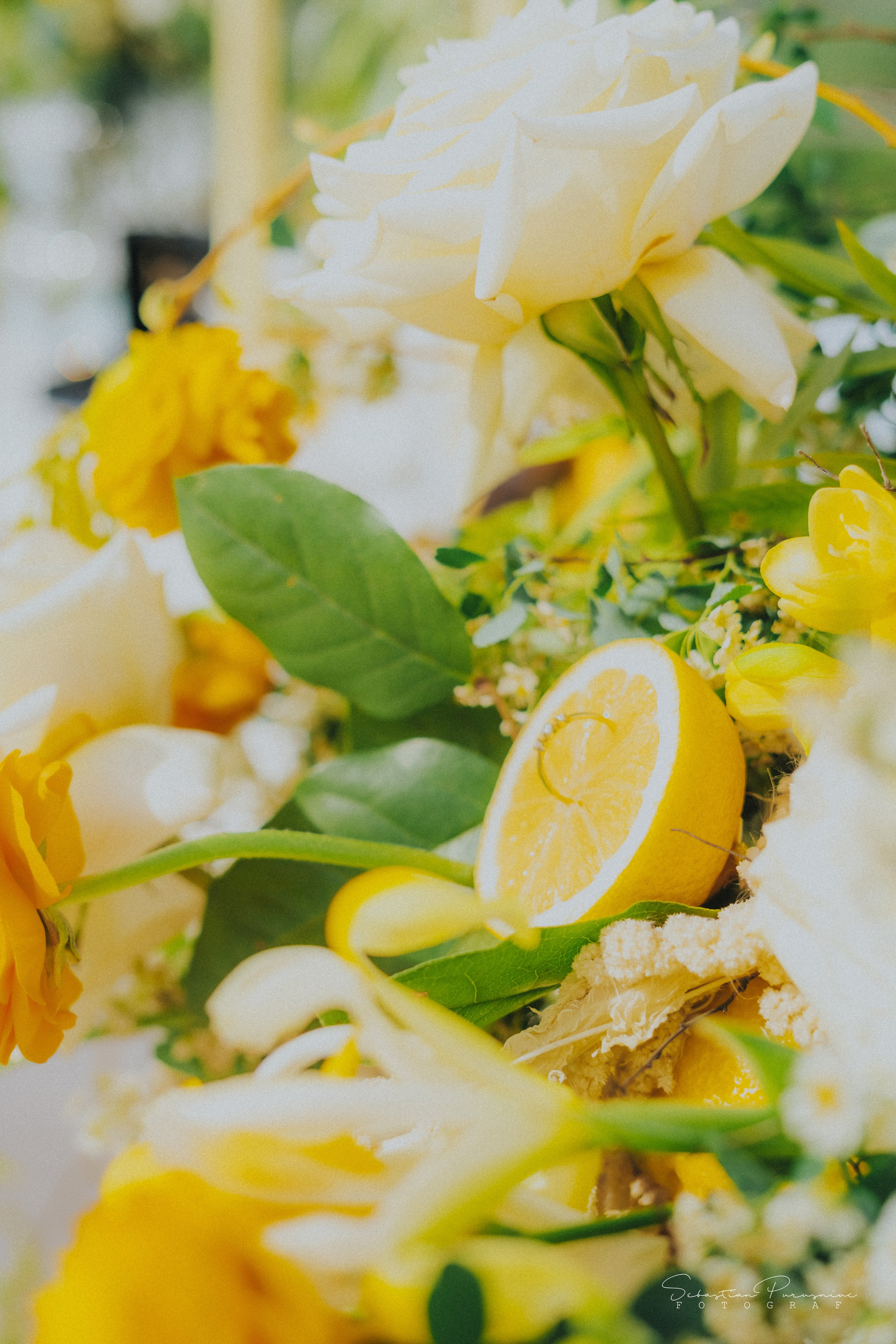 Love & Lemons. Sebastian Purusniuc Fotograf - Iasi