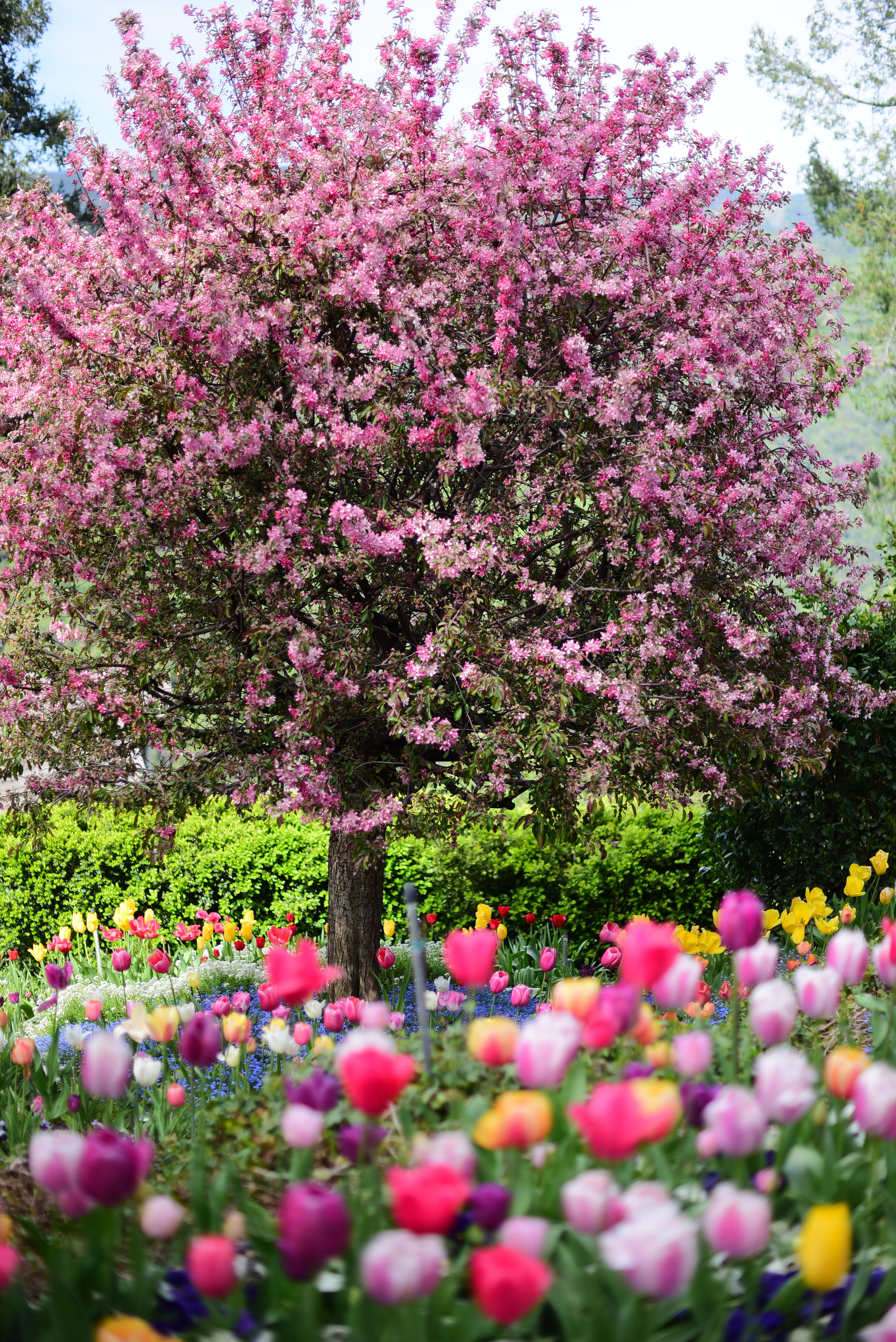 Best ideas for spring photography session. Family photographer in Roseville, Rocklin, Folsom, Sacramento