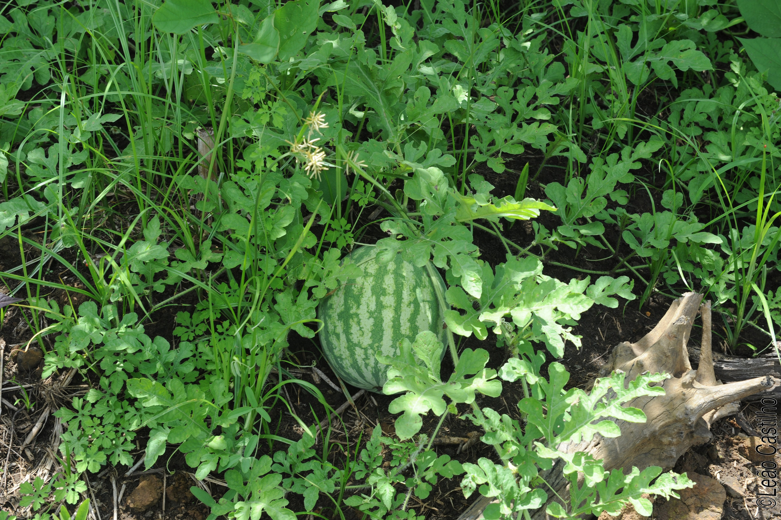 Photos of agriculture for the people of Muindi project. Simbahalu