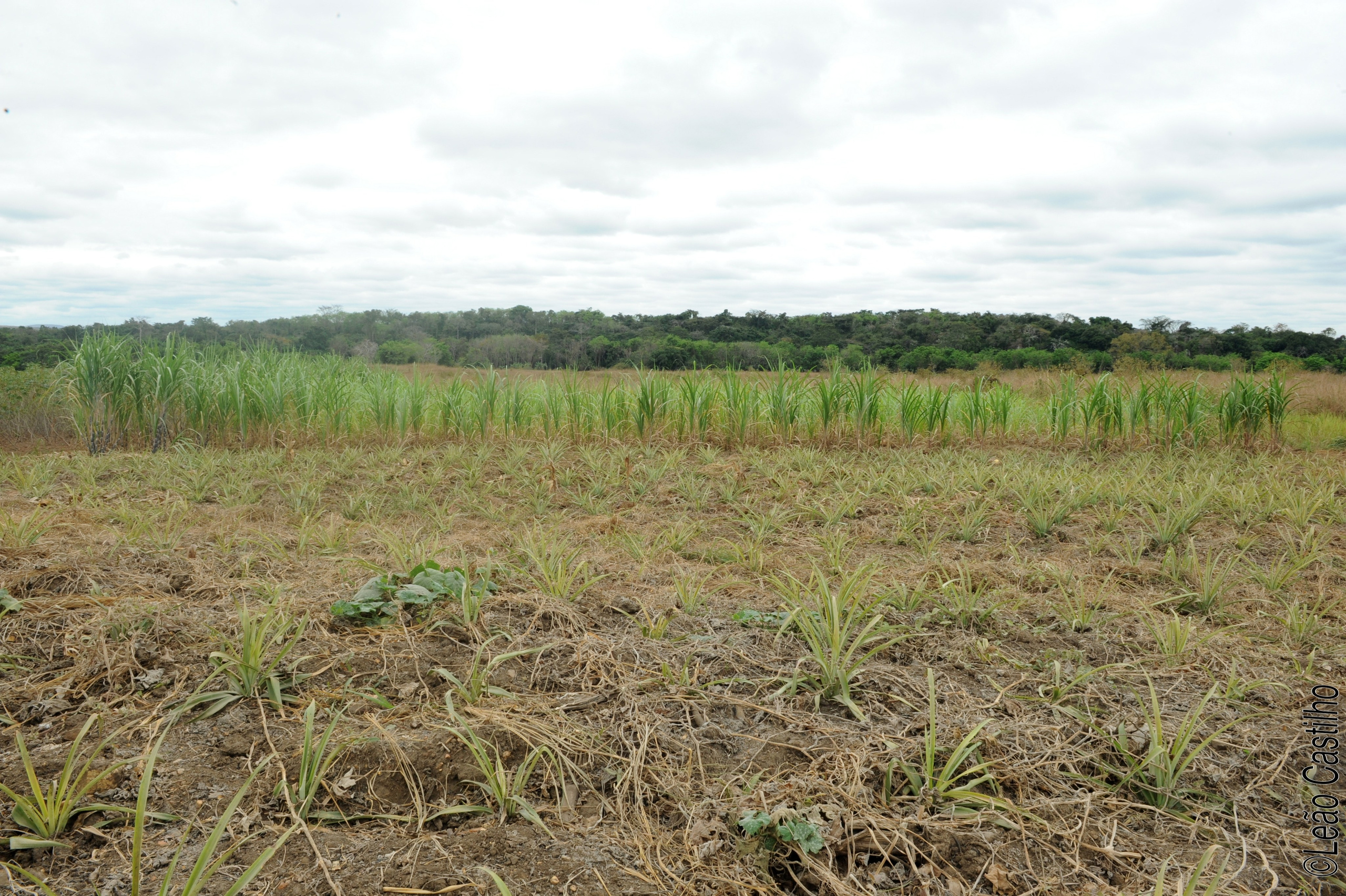 Photos of agriculture for the people of Muindi project. Simbahalu