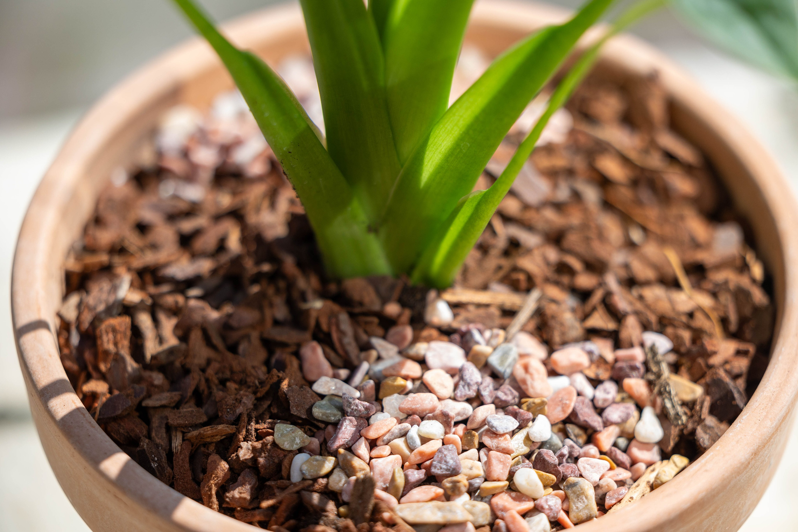 Alocasia, også kendt som Elefantøre, er en tidløs stueplante, der passer perfekt ind i moderne indretning. Den leveres i en stilfuld potte og trives bedst med indirekte lys. Husk at vande den regelmæssigt, men reducer vandingen om vinteren