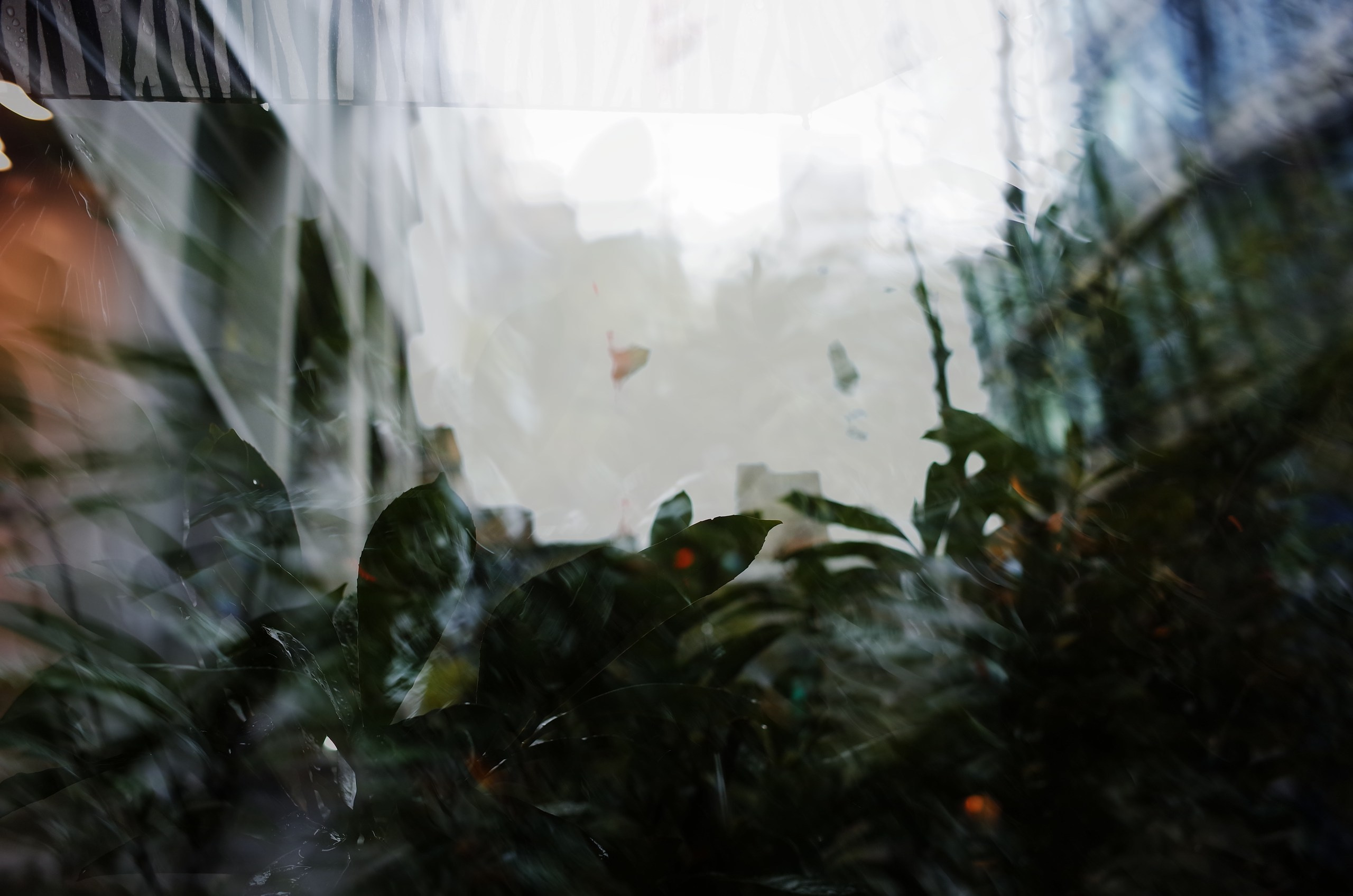 English (not yet summer) rain. Виктория Дини. Арт-фотография