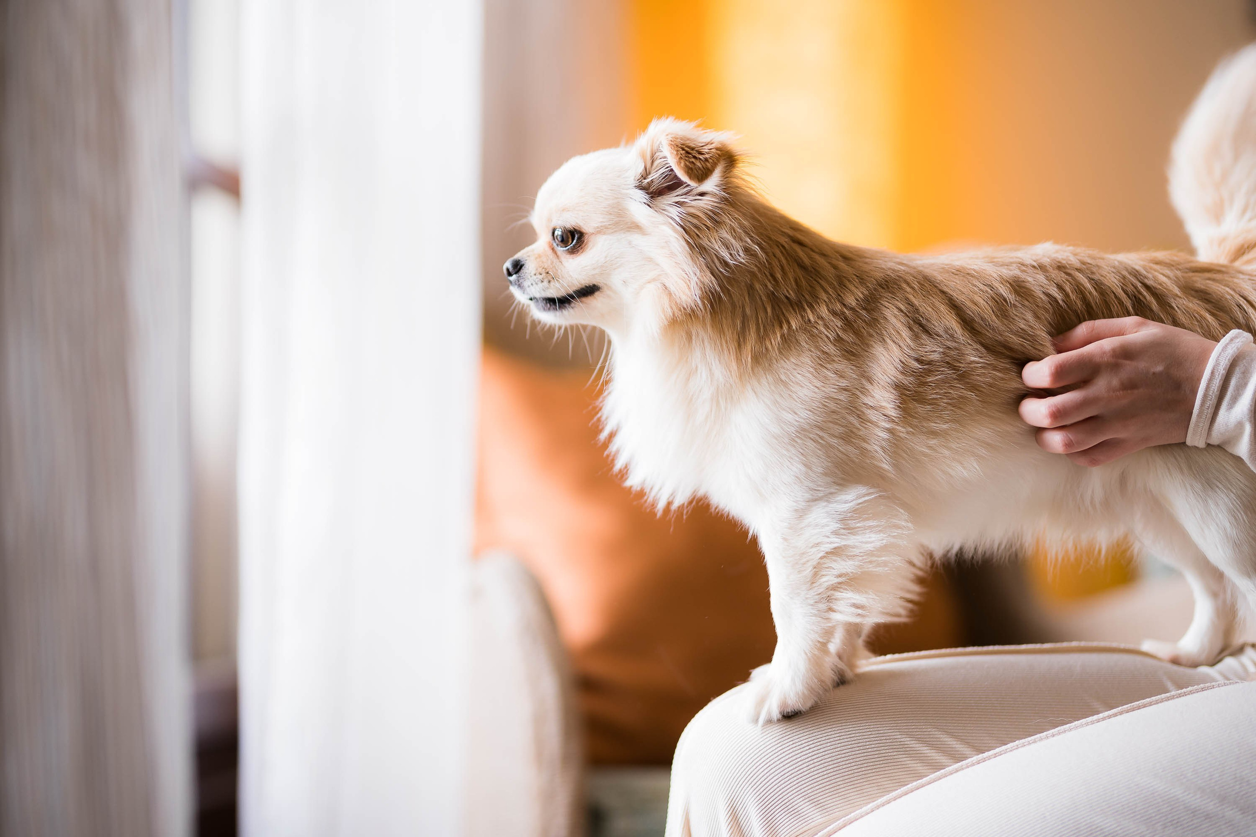 Fotografía de retratos corporativos en Arabella Sheraton. Mallorca Wedding, Corporate & Social Photographer