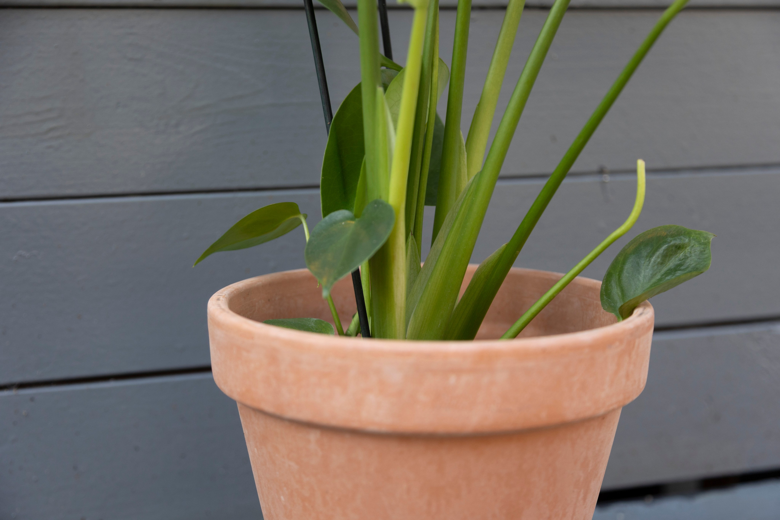 Gavekurve i Aarhus. Akropolis Blomster | Din døgn blomsterbutik i Aarhus