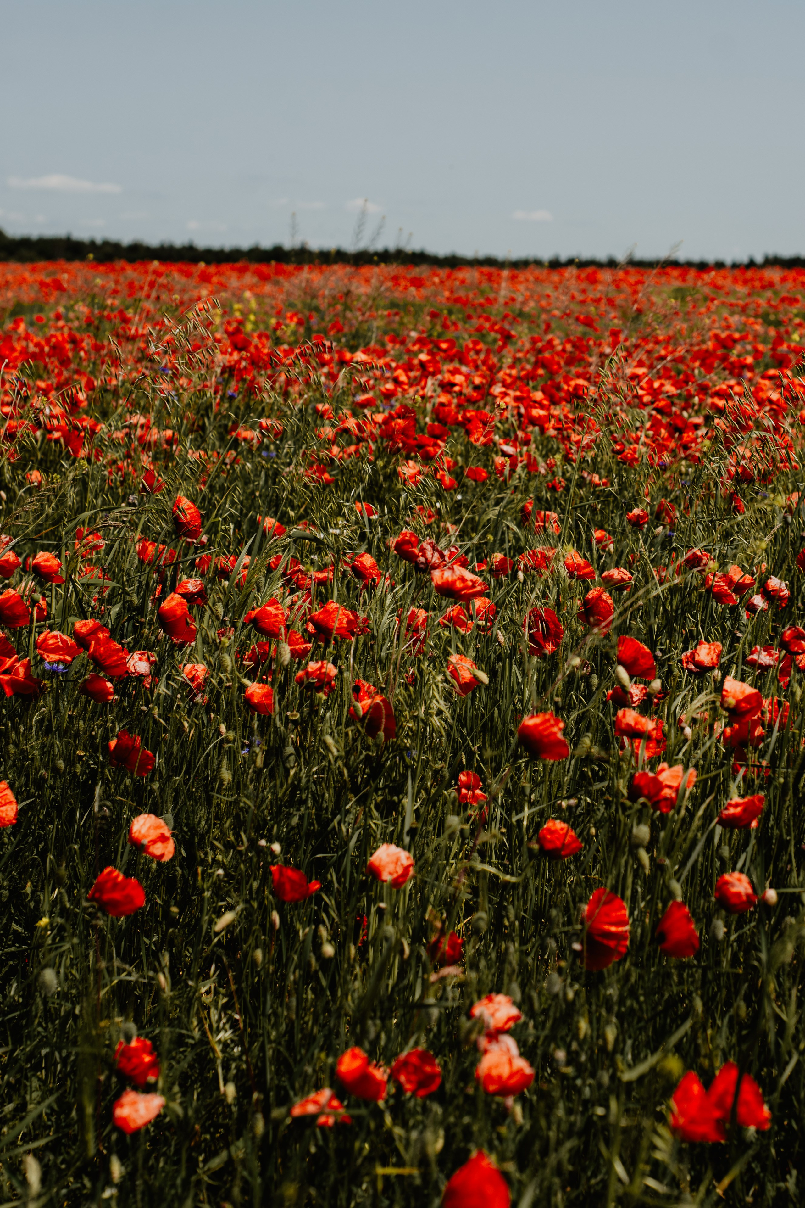 Kasia & Marcin. Pole makowe i zaskakujący finał sesji. Bałanda Fotografia – Sesje Kobiece, Rodzinne, Miłosne, Reportaże | Katowice Śląsk