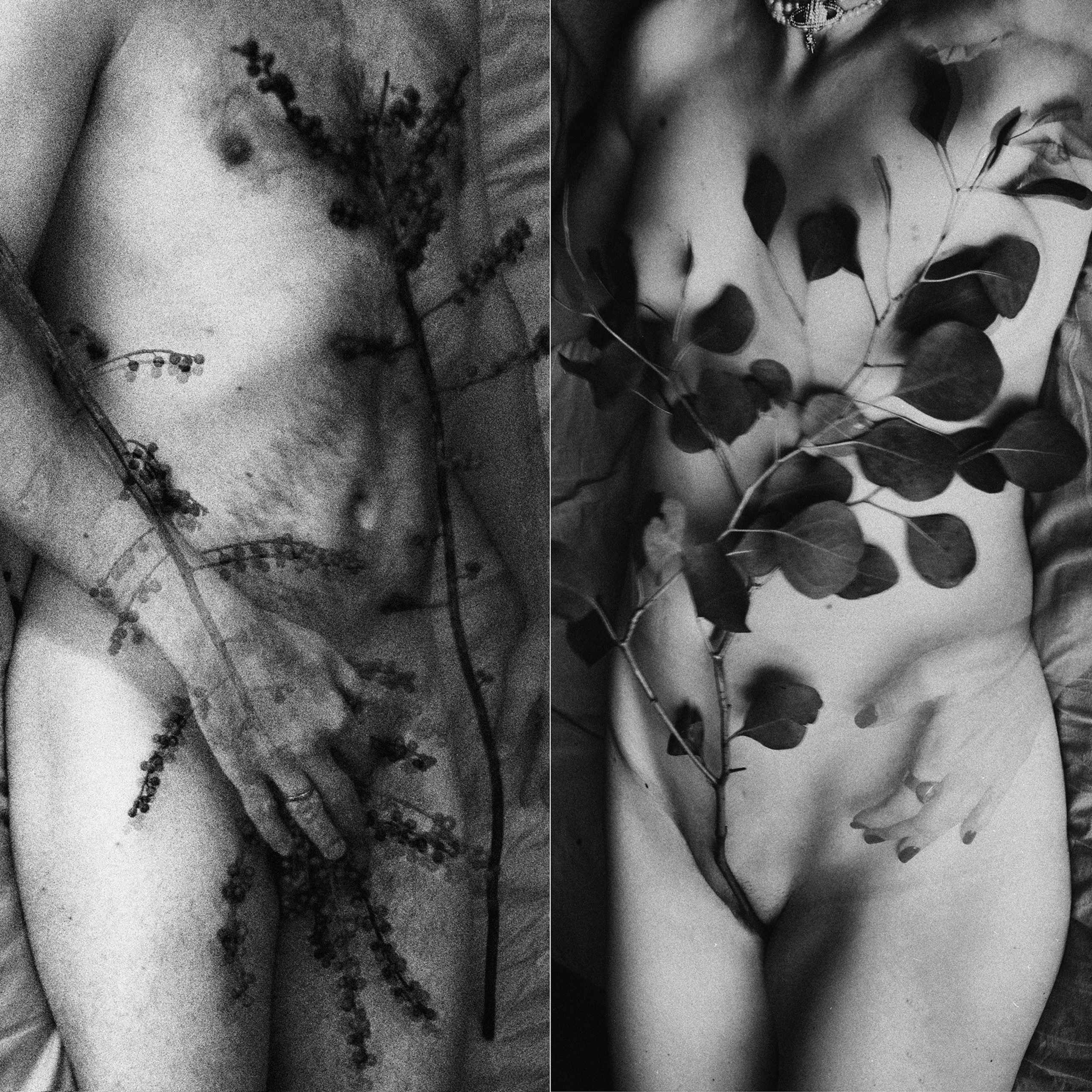 The Garden of Earthly Delights. Sveta Kaverina