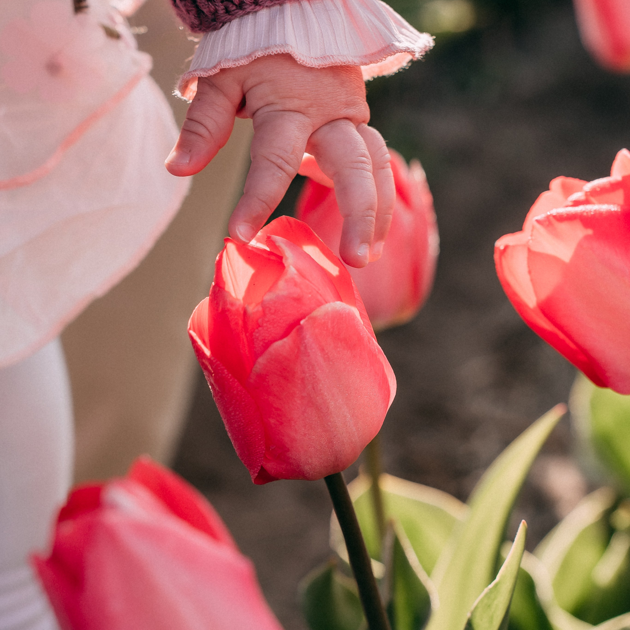 Families. Photographer Gouda, Rotterdam, Amsterdam, the Netherlands