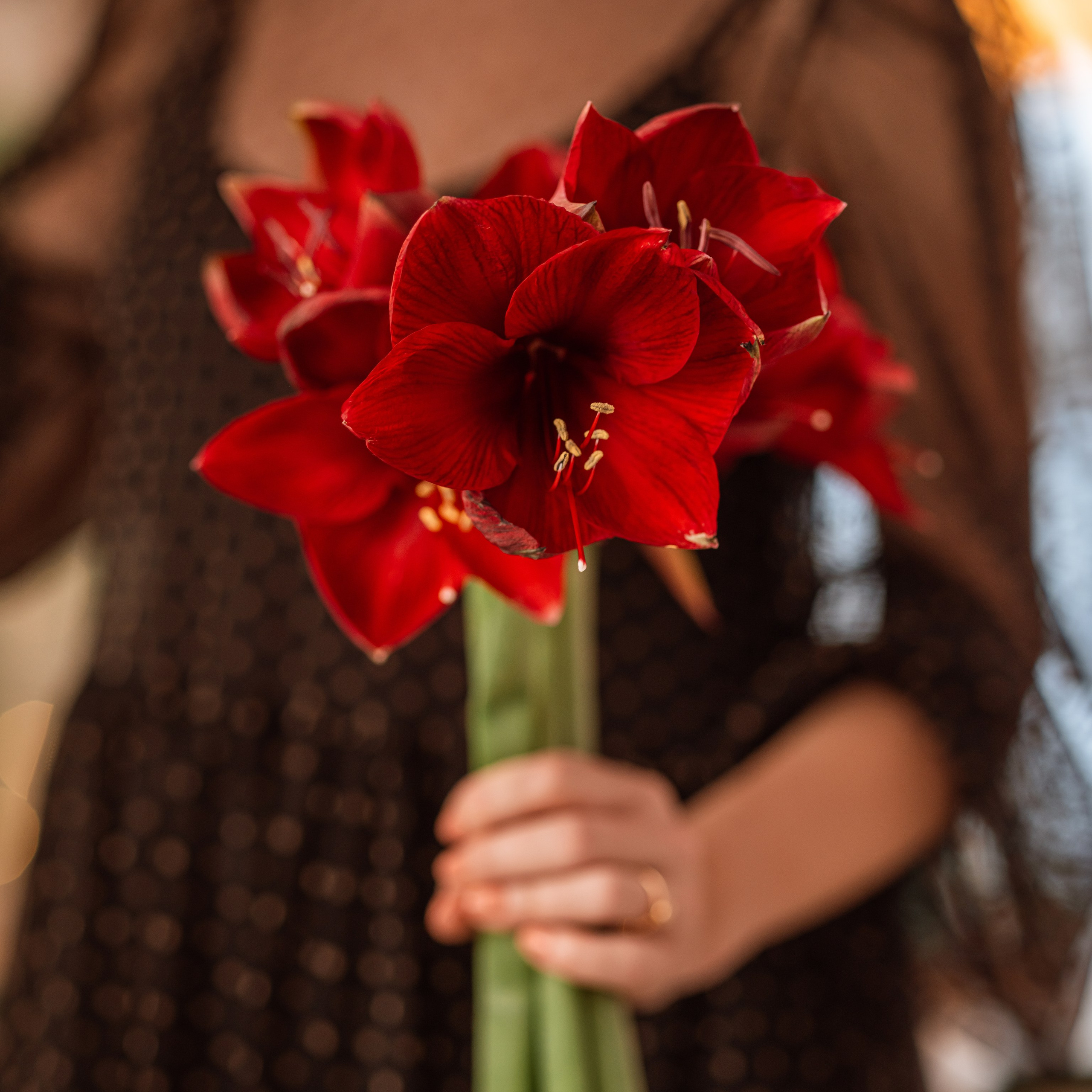 Tulipaner 4 råd om passning. Akropolis Blomster | Din døgn blomsterbutik i Aarhus
