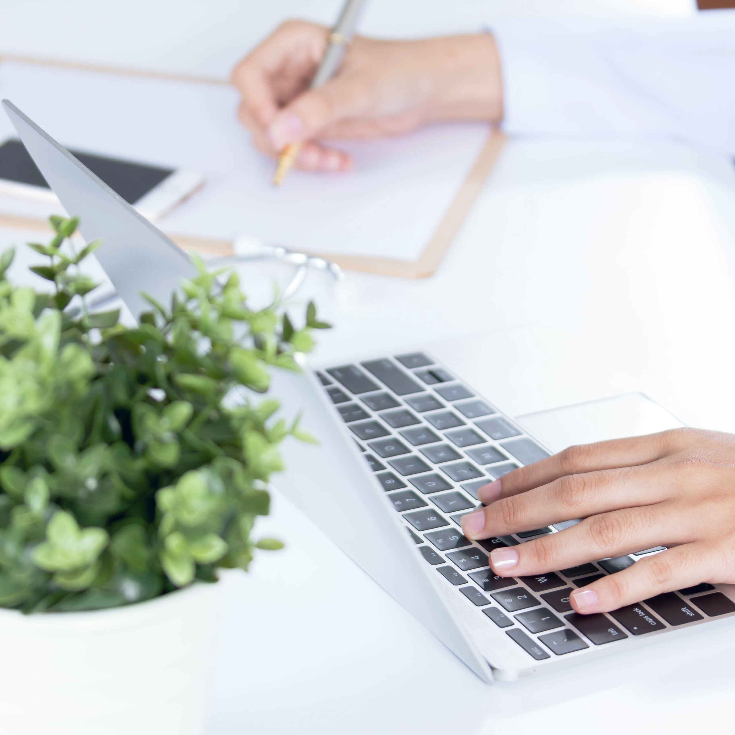 Tulipaner 4 råd om passning. Akropolis Blomster | Din døgn blomsterbutik i Aarhus