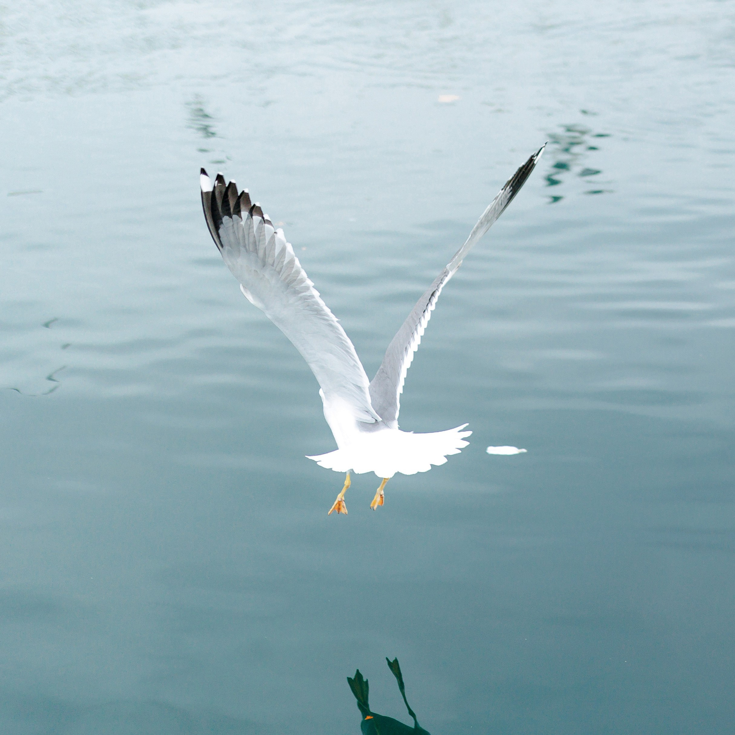 Seagull flying over the sea
