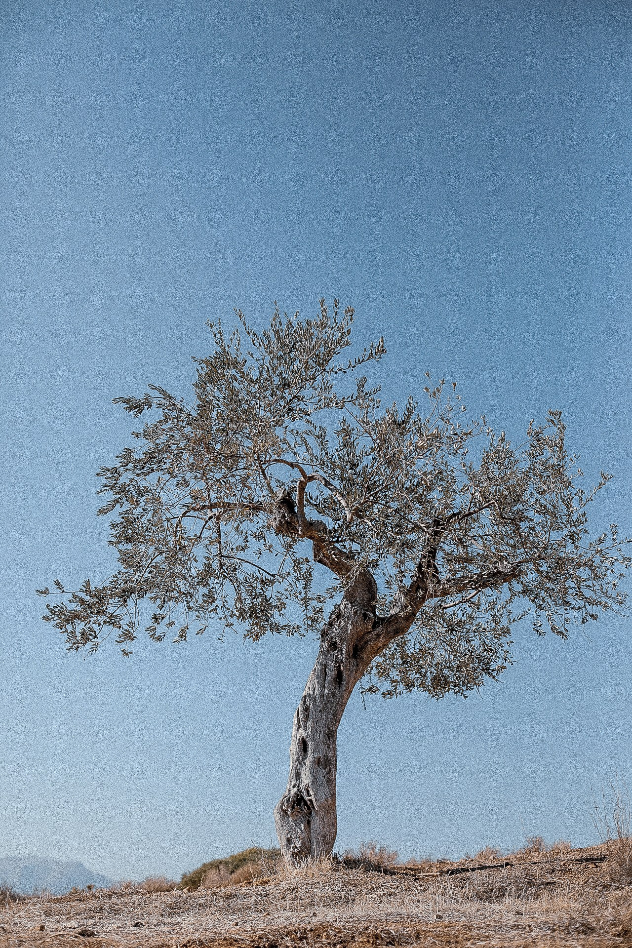 Swiss100. Outdoor and art photographer. Alisa Lutchenkova