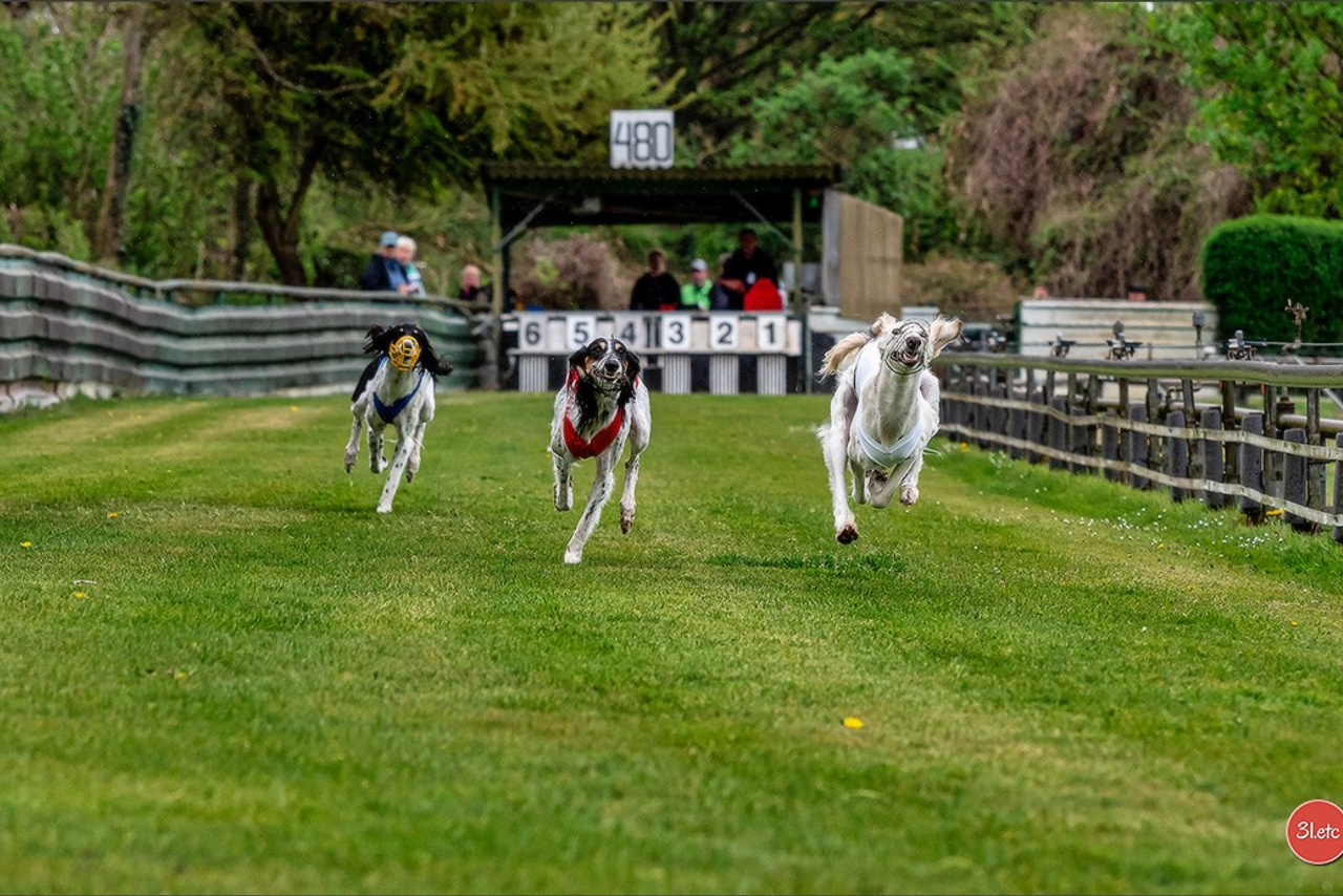 Expo canine 🇫🇷 Valence 03-04/05/2025. Photographe à Strasbourg | Portraits, Studio, Enfants, Événements