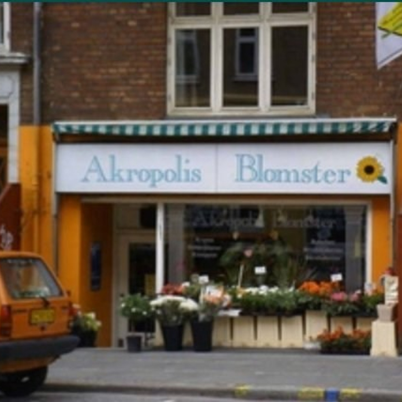 Tulipaner 4 råd om passning. Akropolis Blomster | Din døgn blomsterbutik i Aarhus