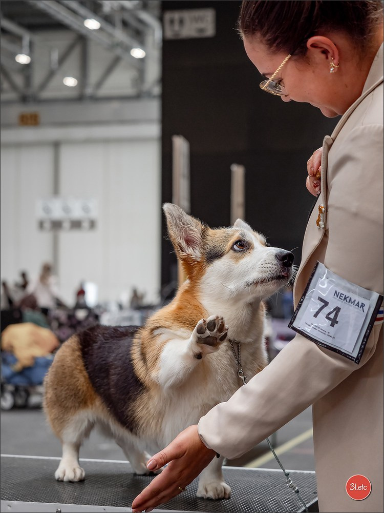 Photographie animalière. Photographe à Strasbourg | Portraits, Studio, Enfants, Événements
