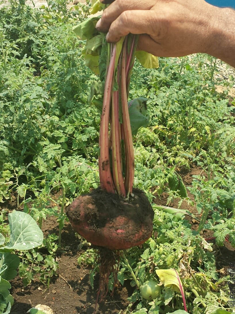Photos of agriculture for the people of Muindi project. Simbahalu