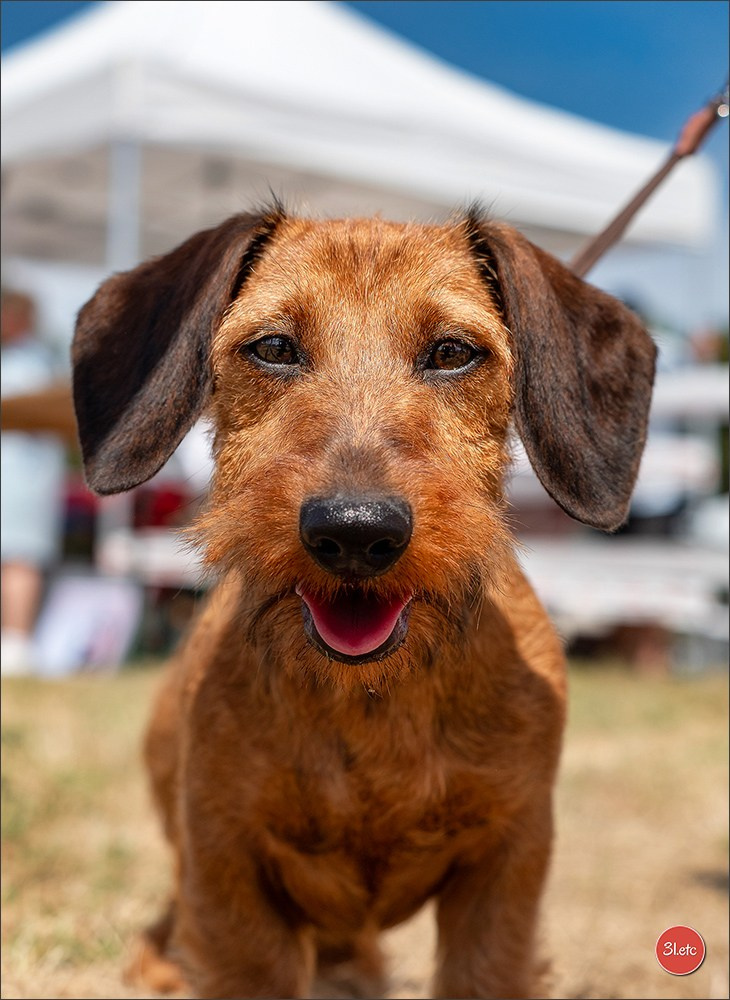 Photographie animalière. Photographe à Strasbourg | Portraits, Studio, Enfants, Événements