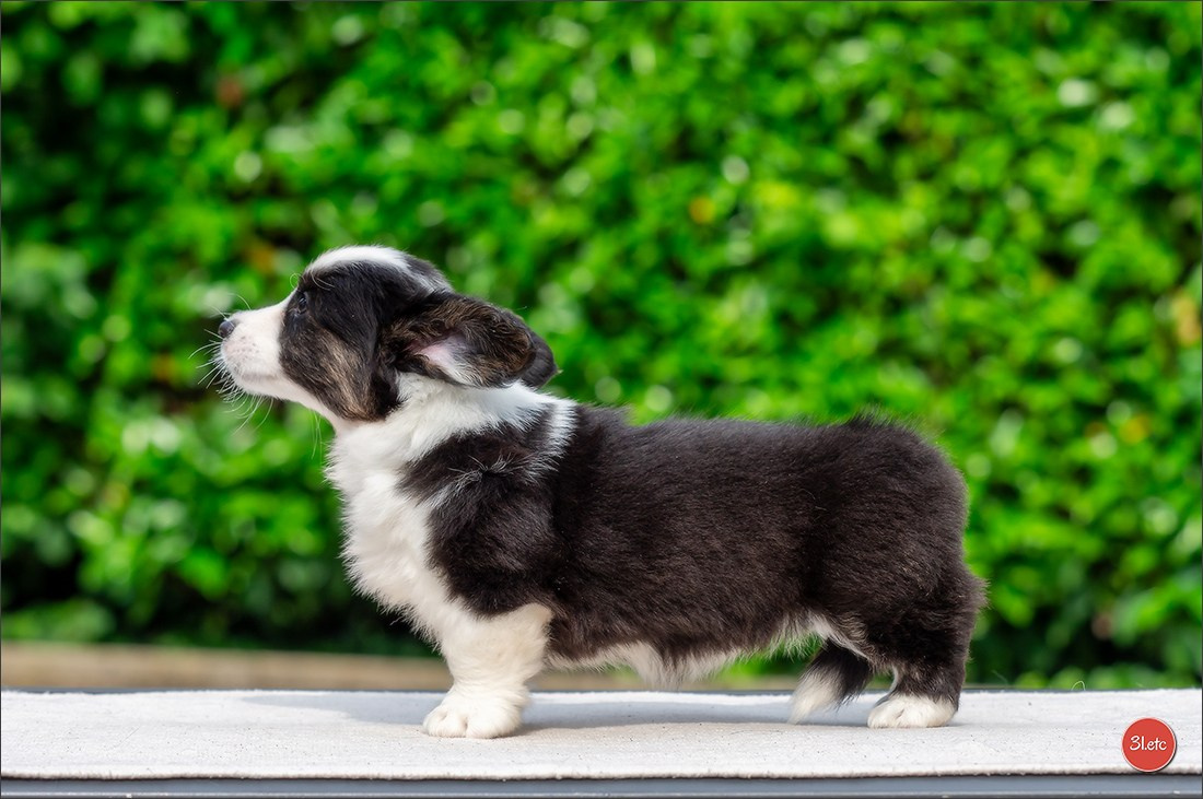 Photographie animalière. Photographe à Strasbourg | Portraits, Studio, Enfants, Événements
