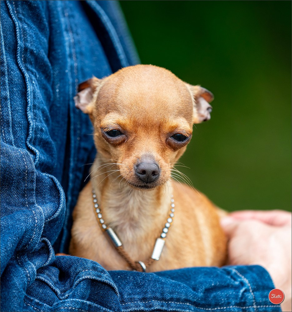 CHAMPIONNAT DE FRANCE 2024 & CACIB SPÉCIALES DE RACES MONTLUÇON. Photographe à Strasbourg | Portraits, Studio, Enfants, Événements