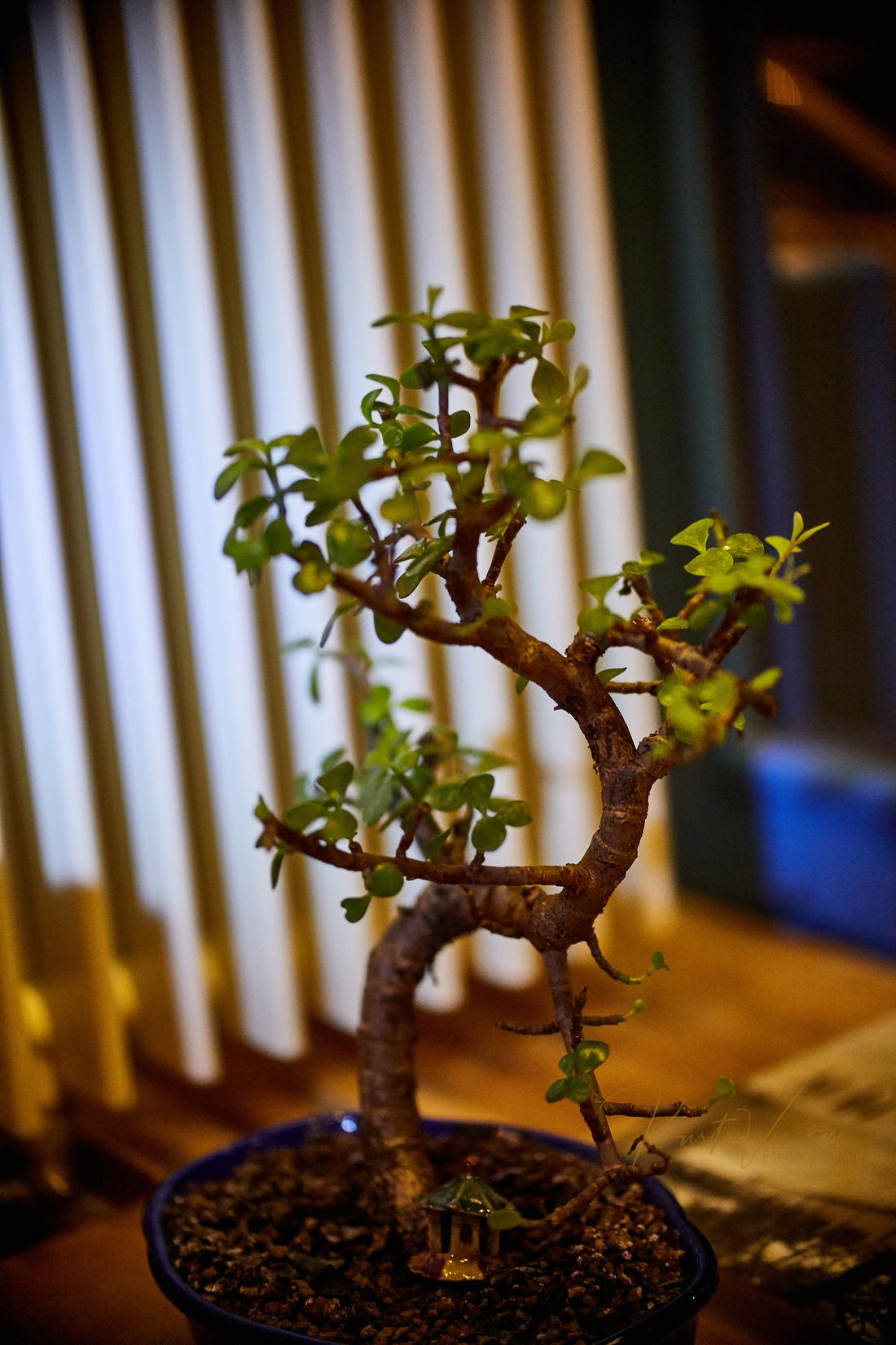 Mist Temple Vegan Restaurant