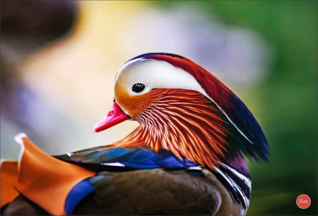 Photographie animalière. Photographe à Strasbourg | Portraits, Studio, Enfants, Événements