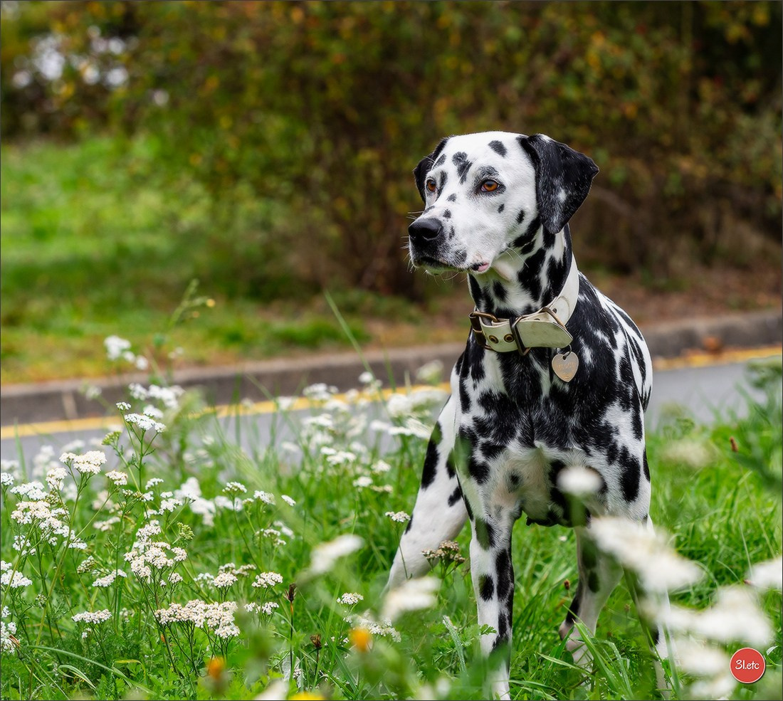 Photographie animalière. Photographe à Strasbourg | Portraits, Studio, Enfants, Événements
