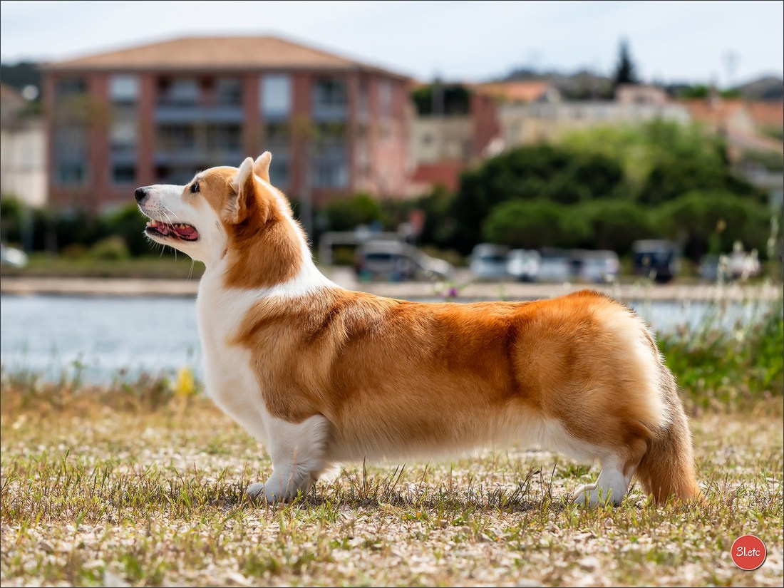 Photographie animalière. Photographe à Strasbourg | Portraits, Studio, Enfants, Événements