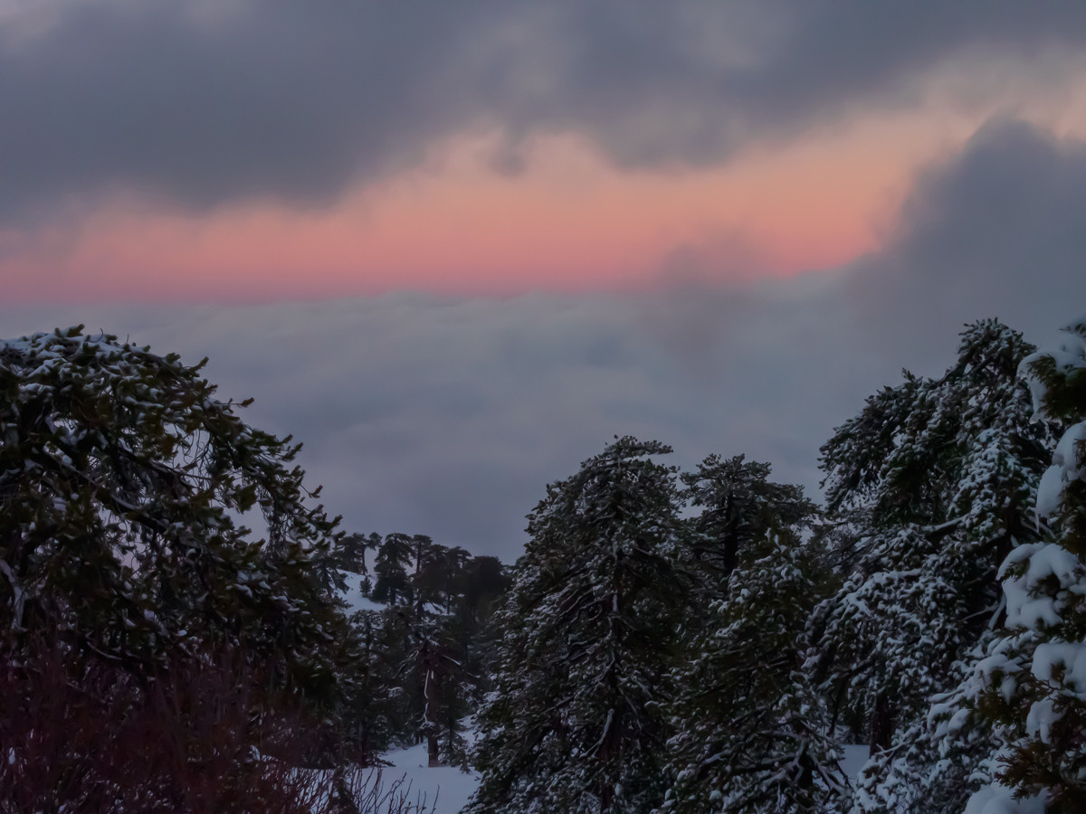 Cyprus diary (in work). Ant | photo