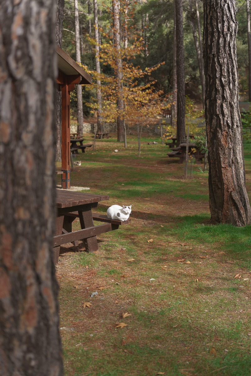 Cyprus diary (in work). Ant | photo